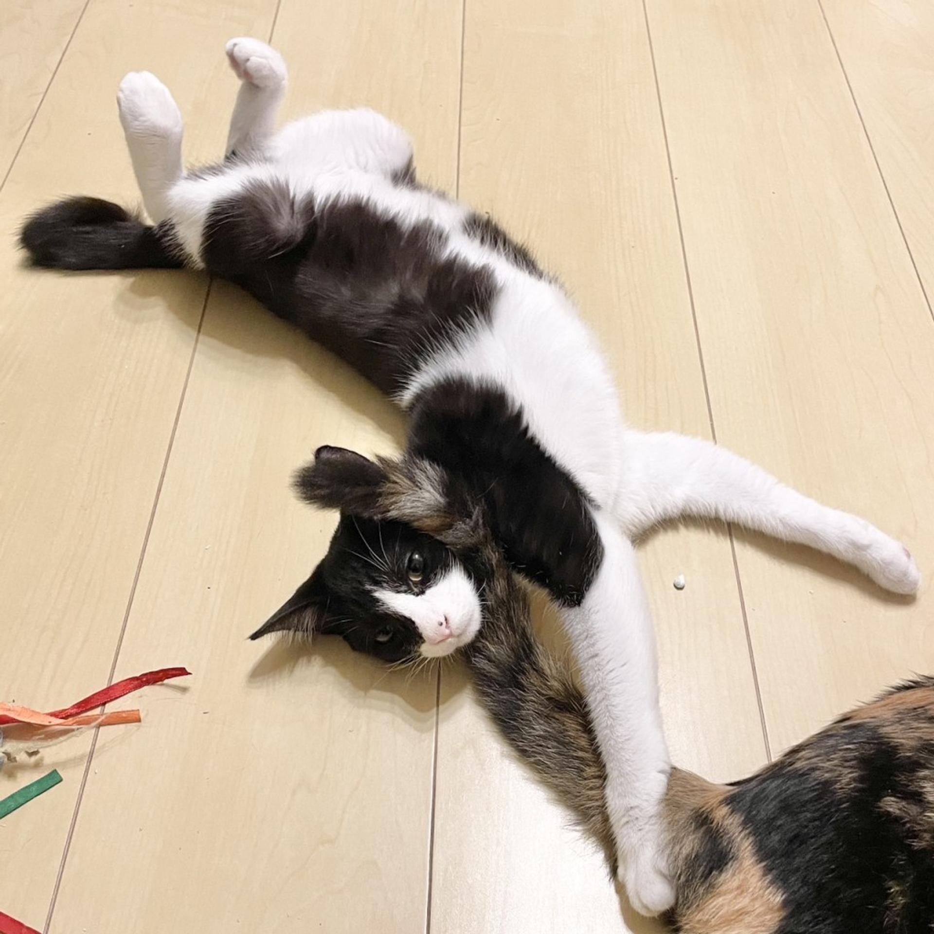pet-image-8