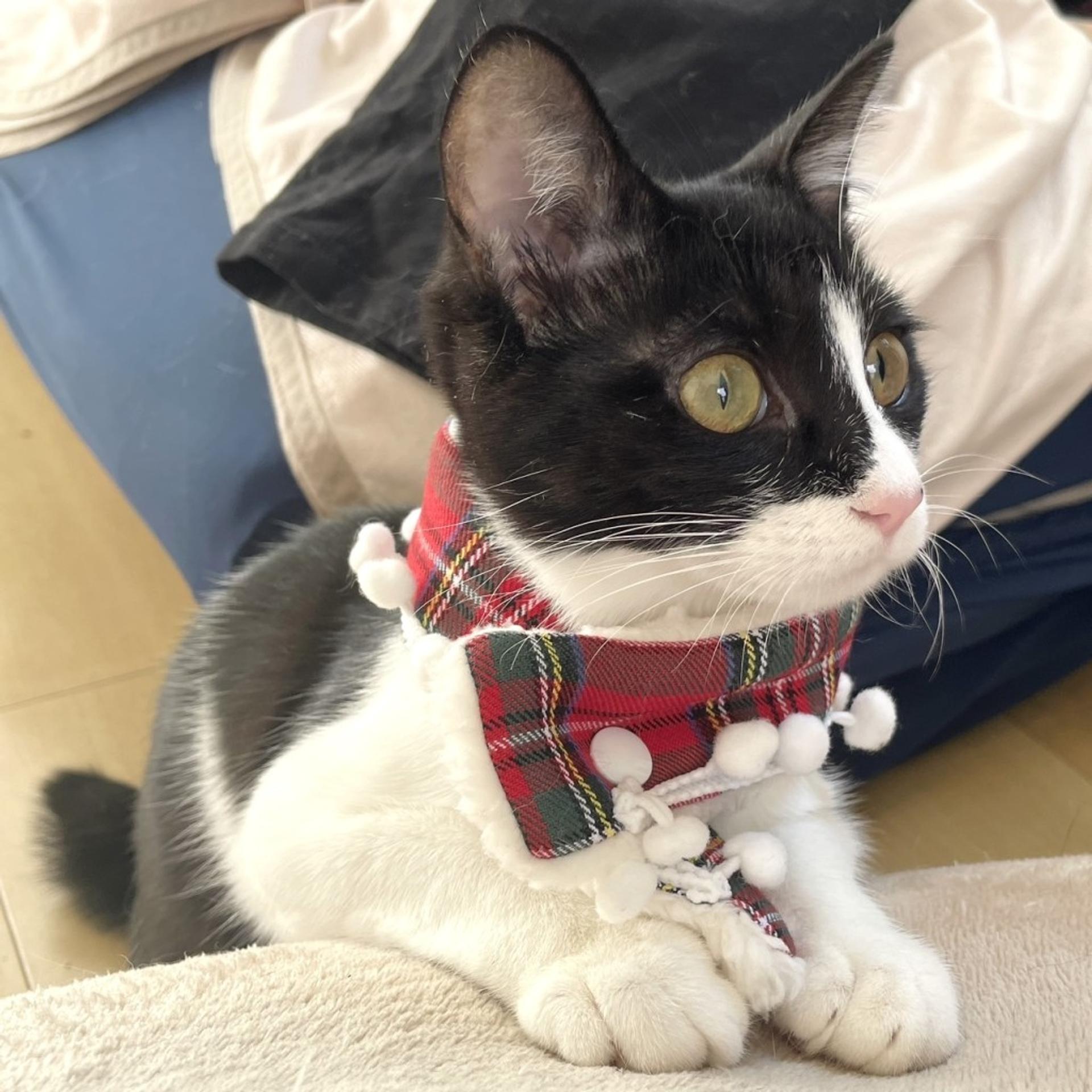 pet-image-2