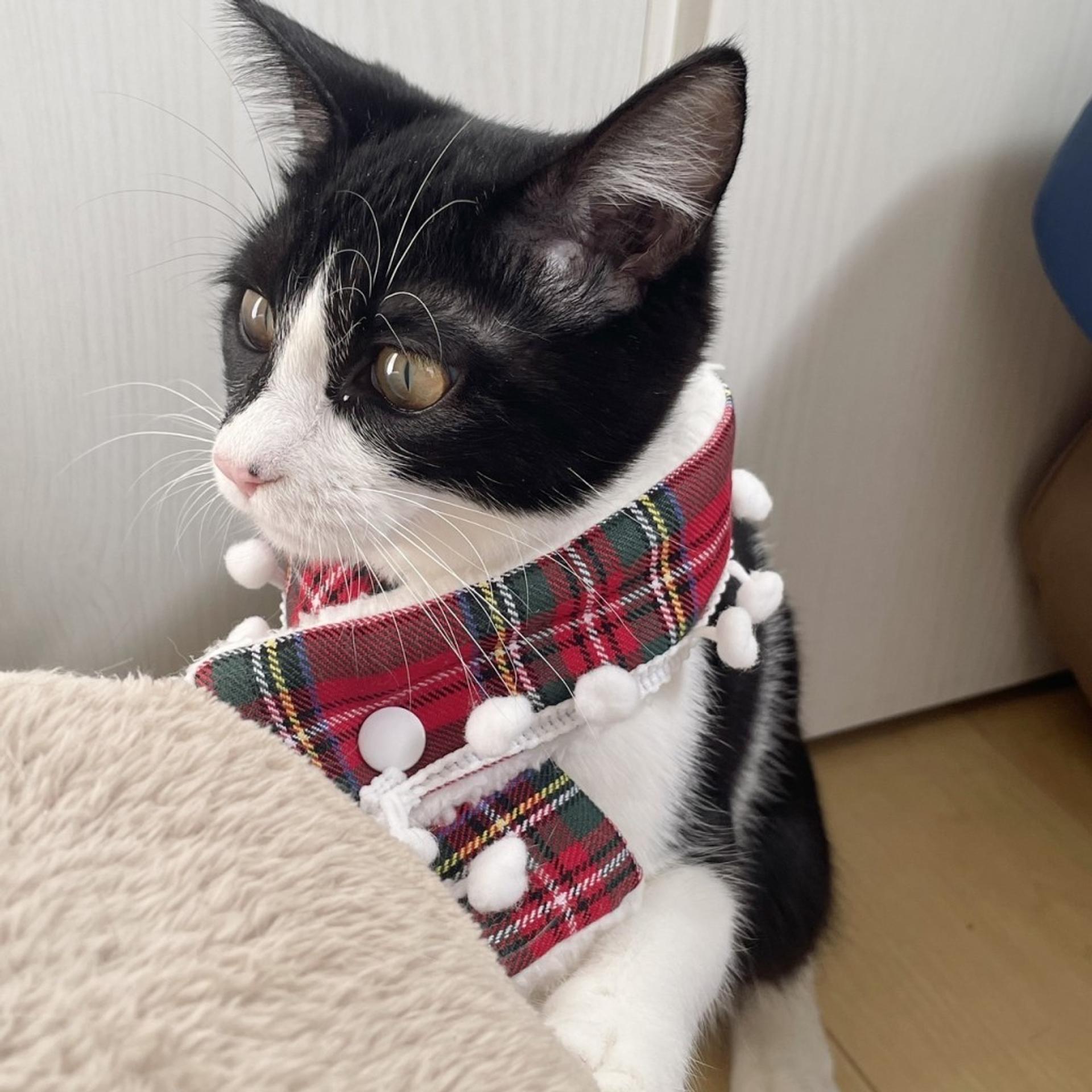 pet-image-3