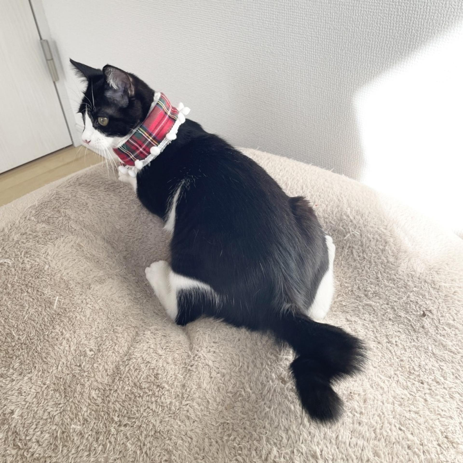 pet-image-4