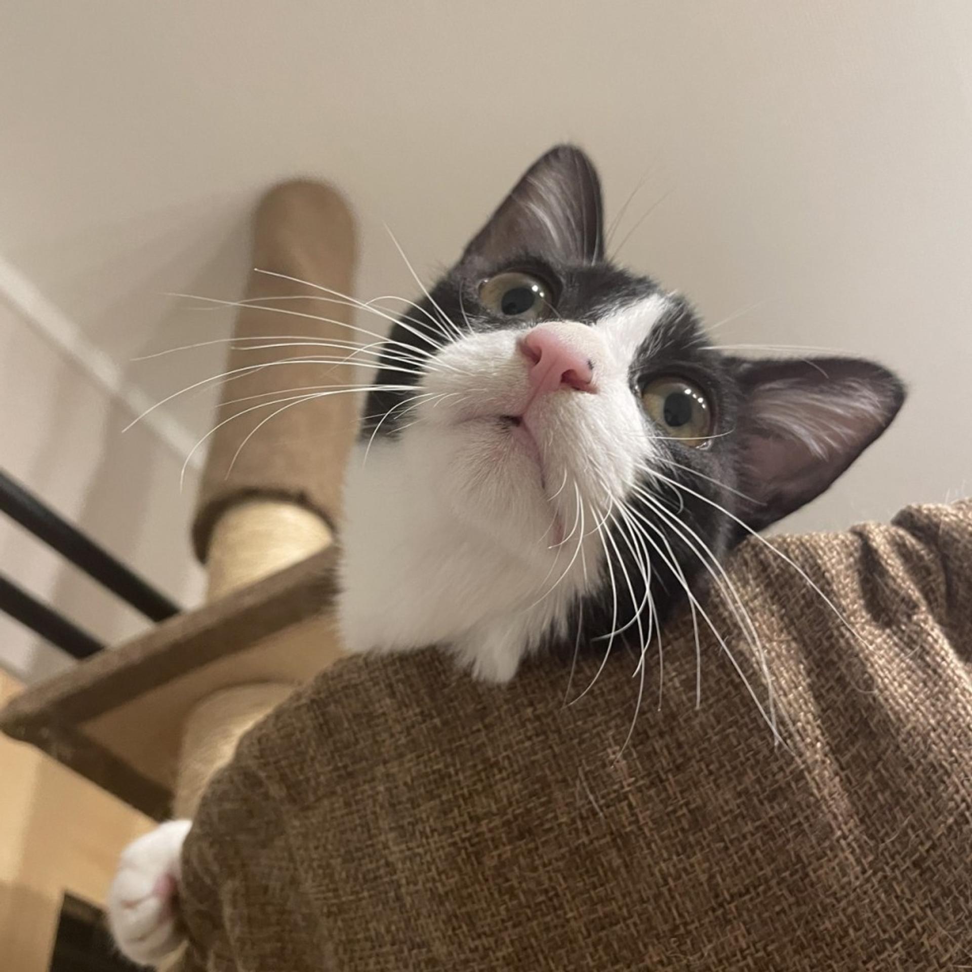 pet-image-9