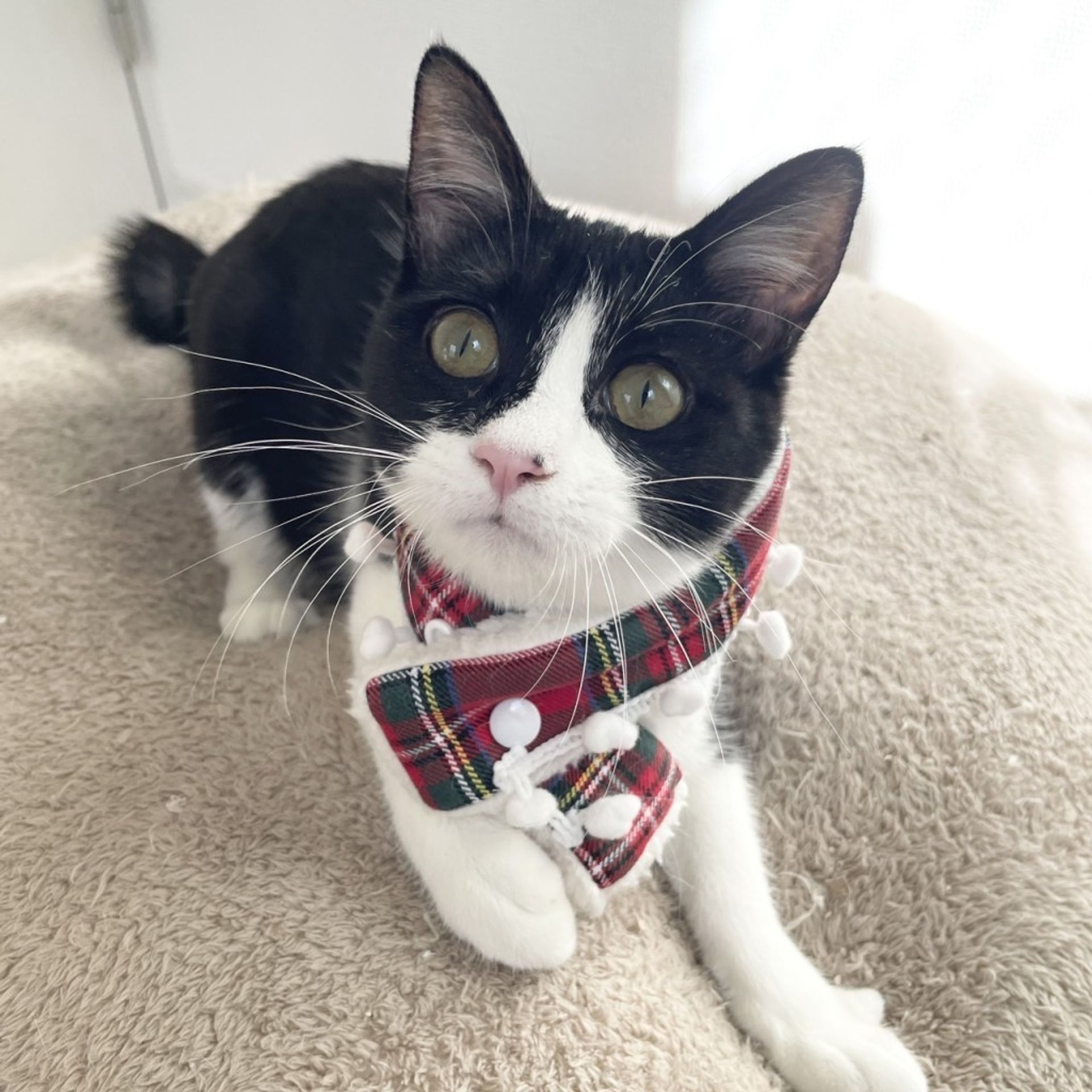 雑種（ミックス猫）・メスの里親募集の写真