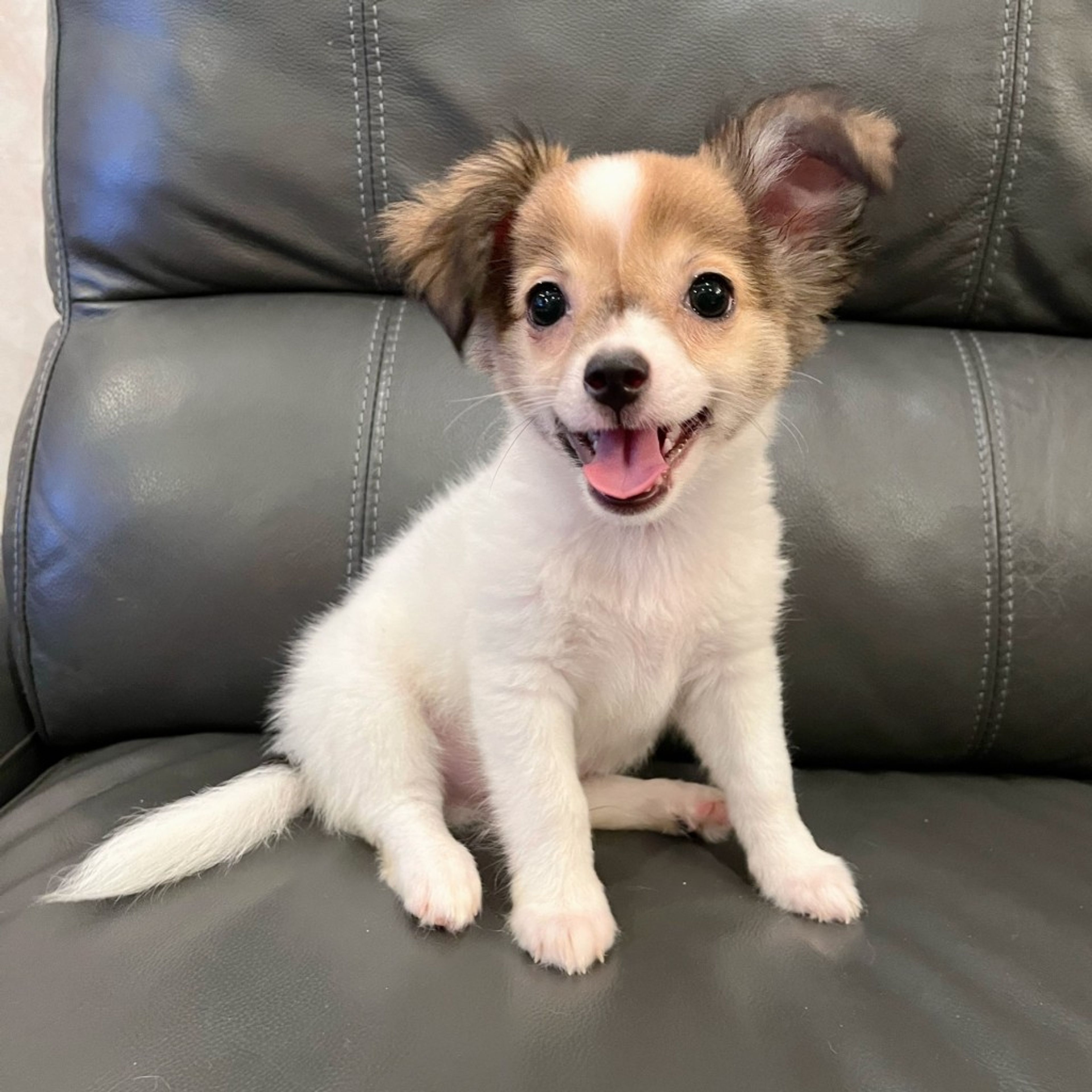 pet-image-2