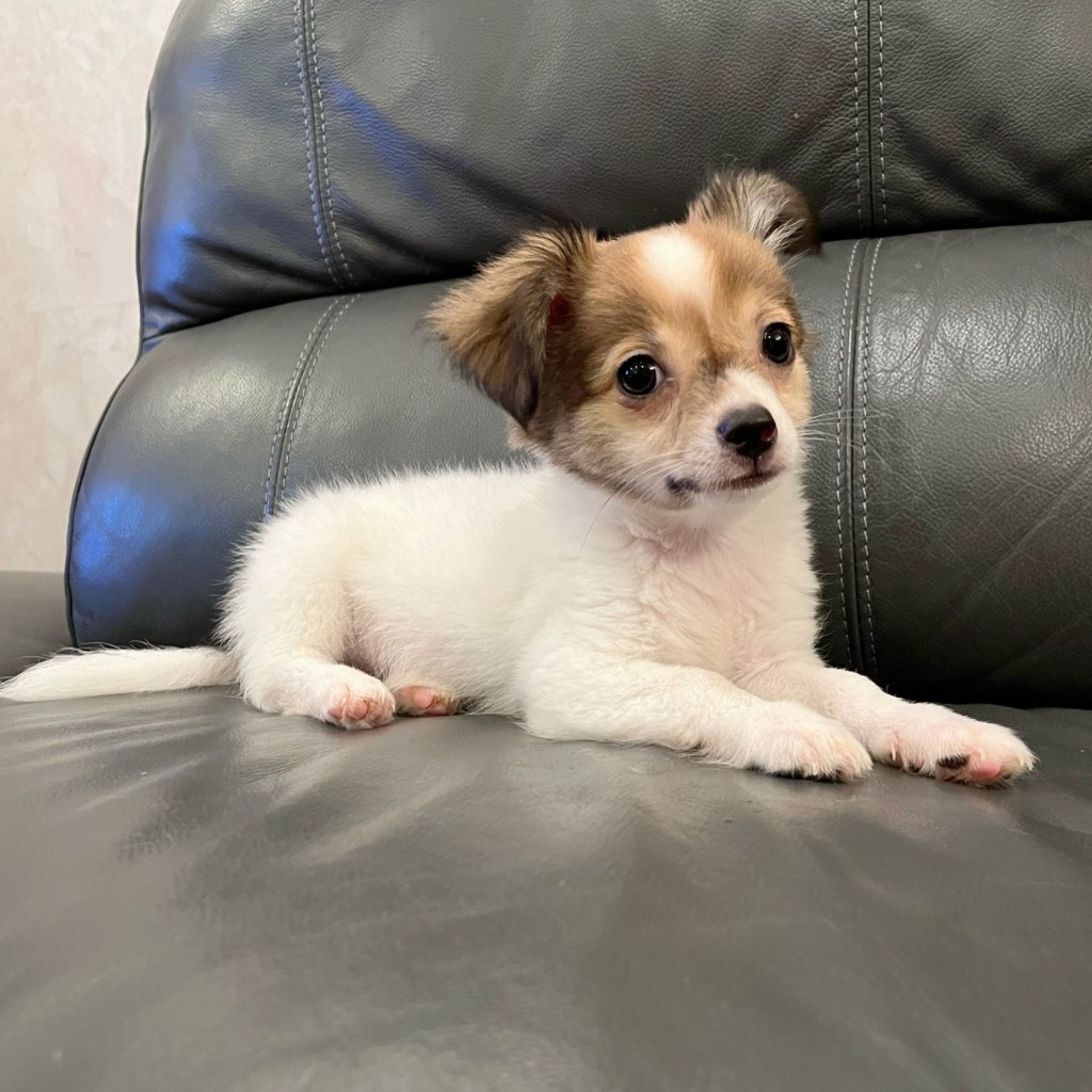 pet-image-4