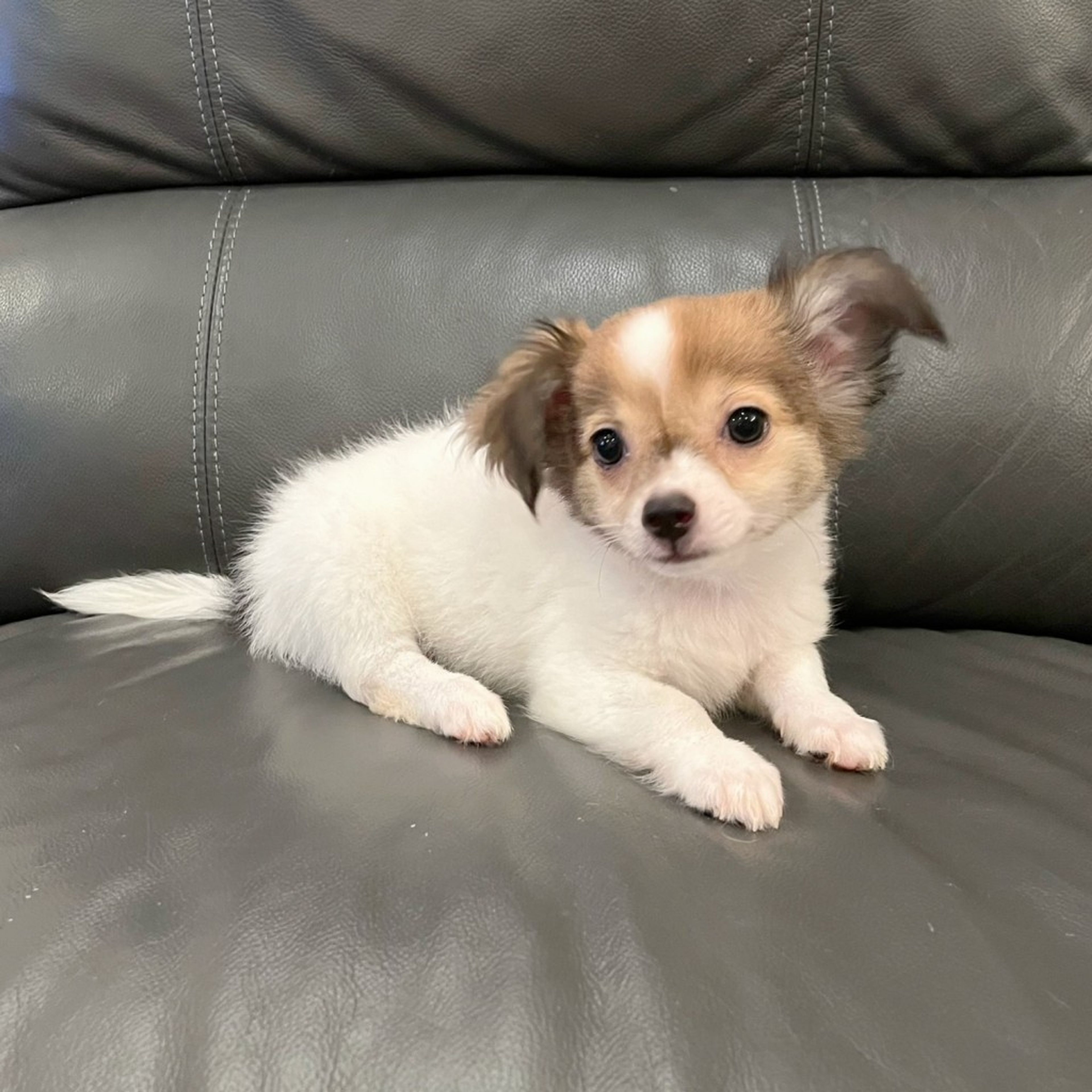 pet-image-5