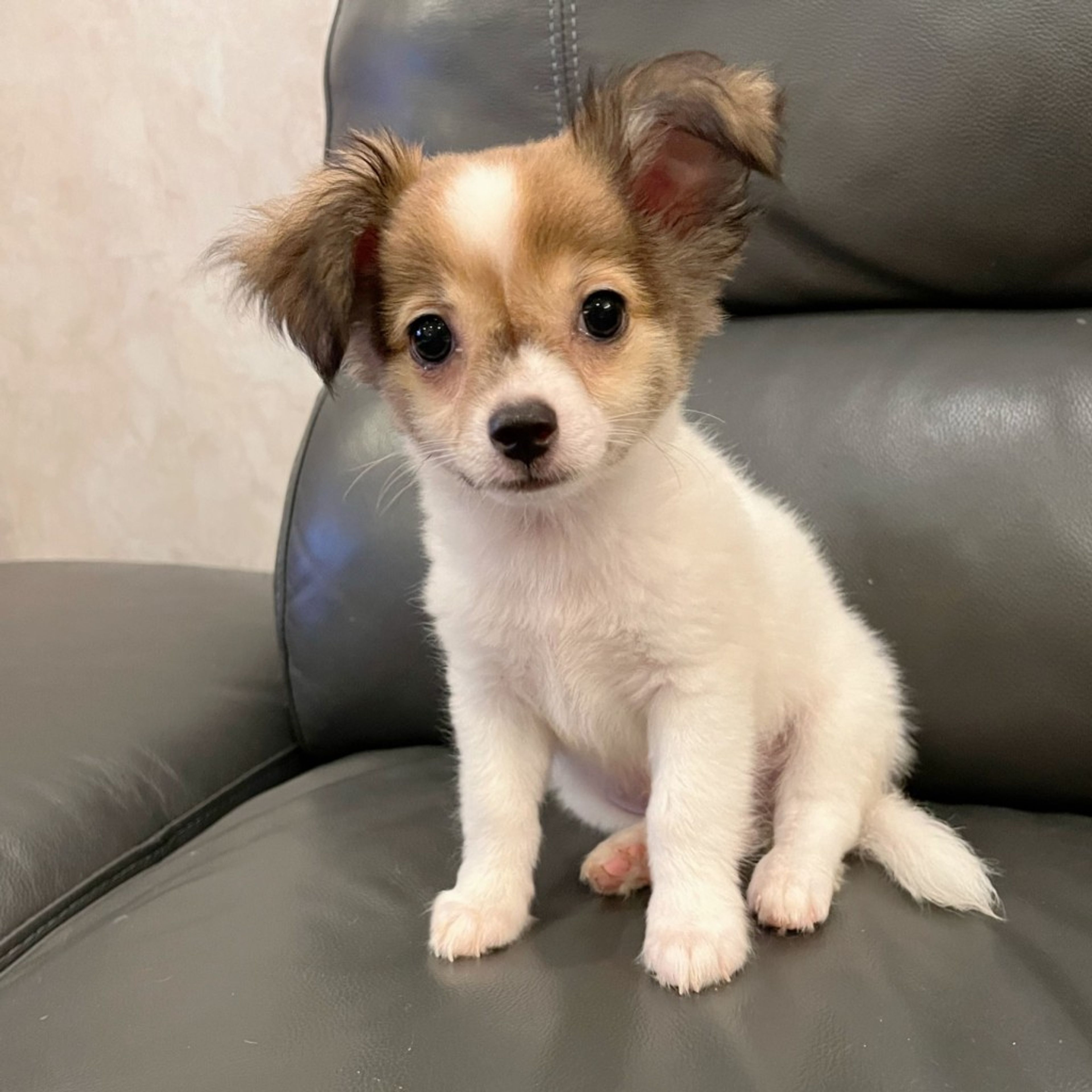 pet-image-3