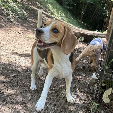 ビーグル・メスの里親募集の写真