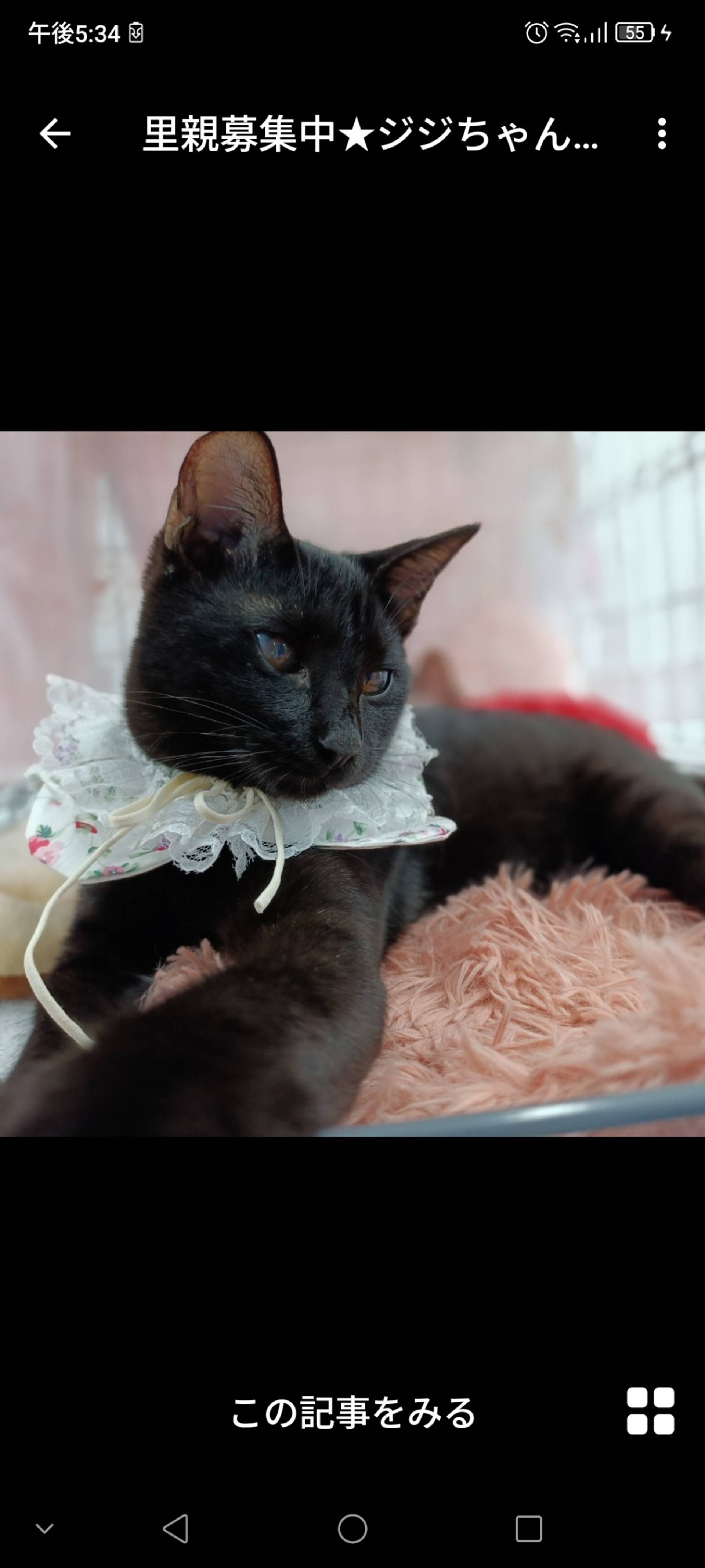 雑種（ミックス猫）・メスの里親募集の写真