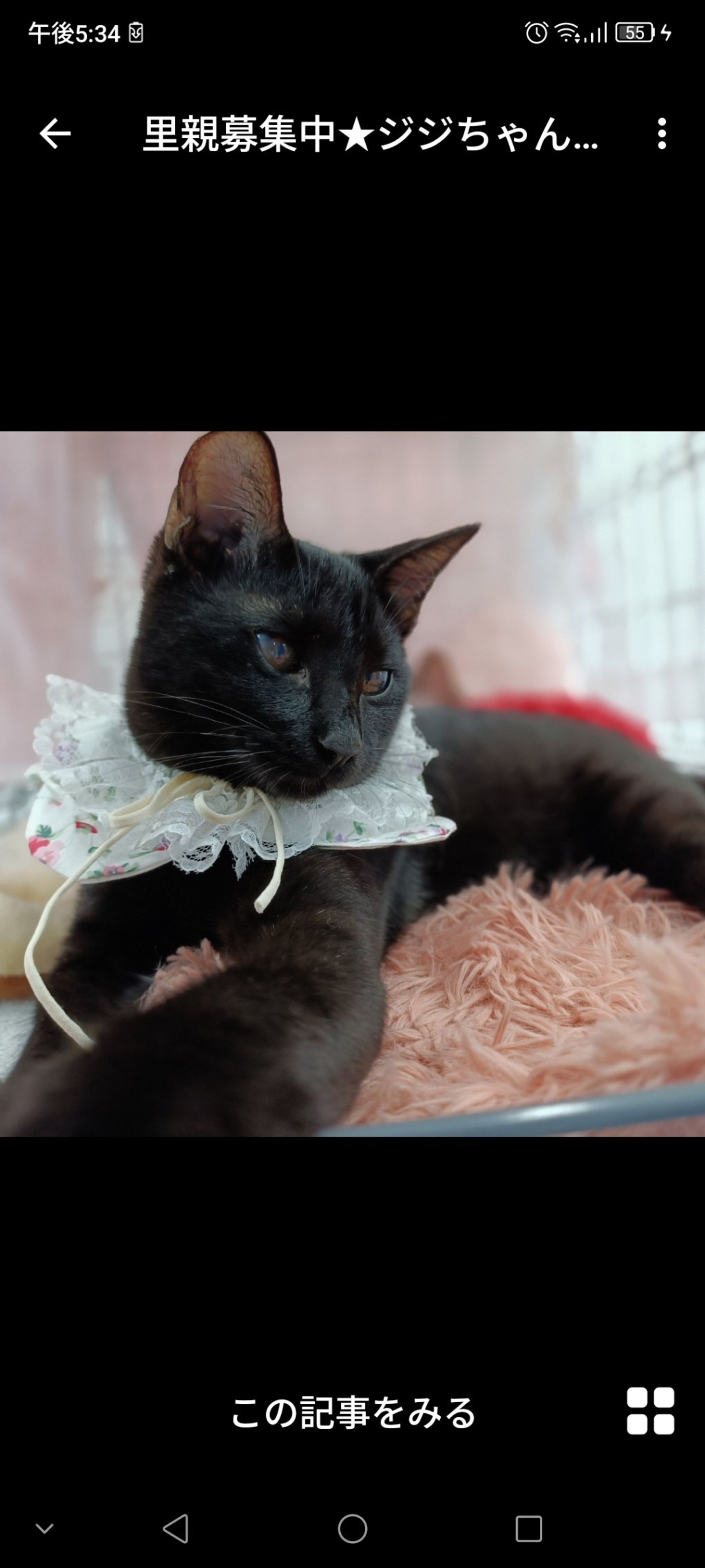 雑種（ミックス猫）・メスの里親募集の写真