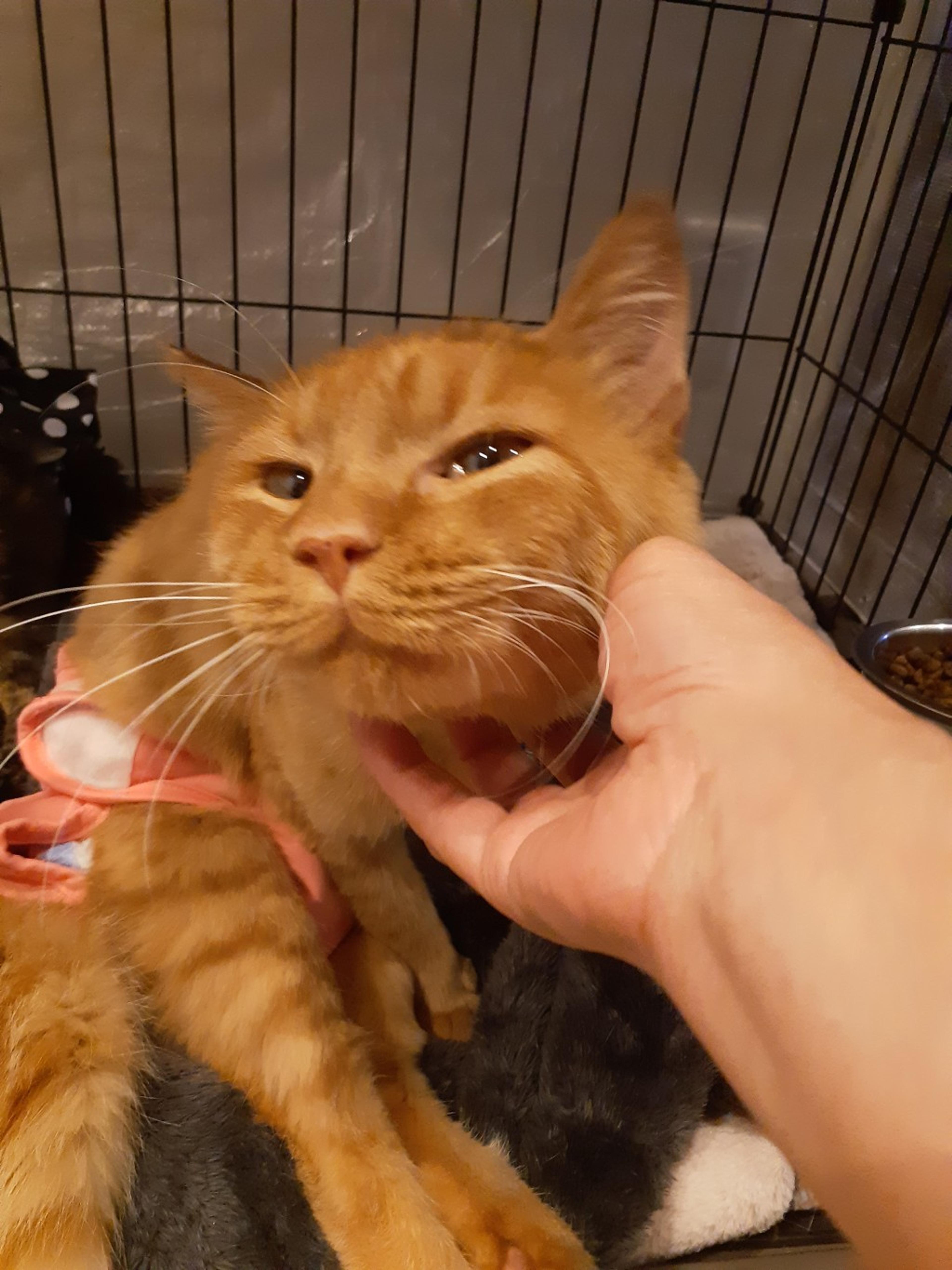 pet-image-10