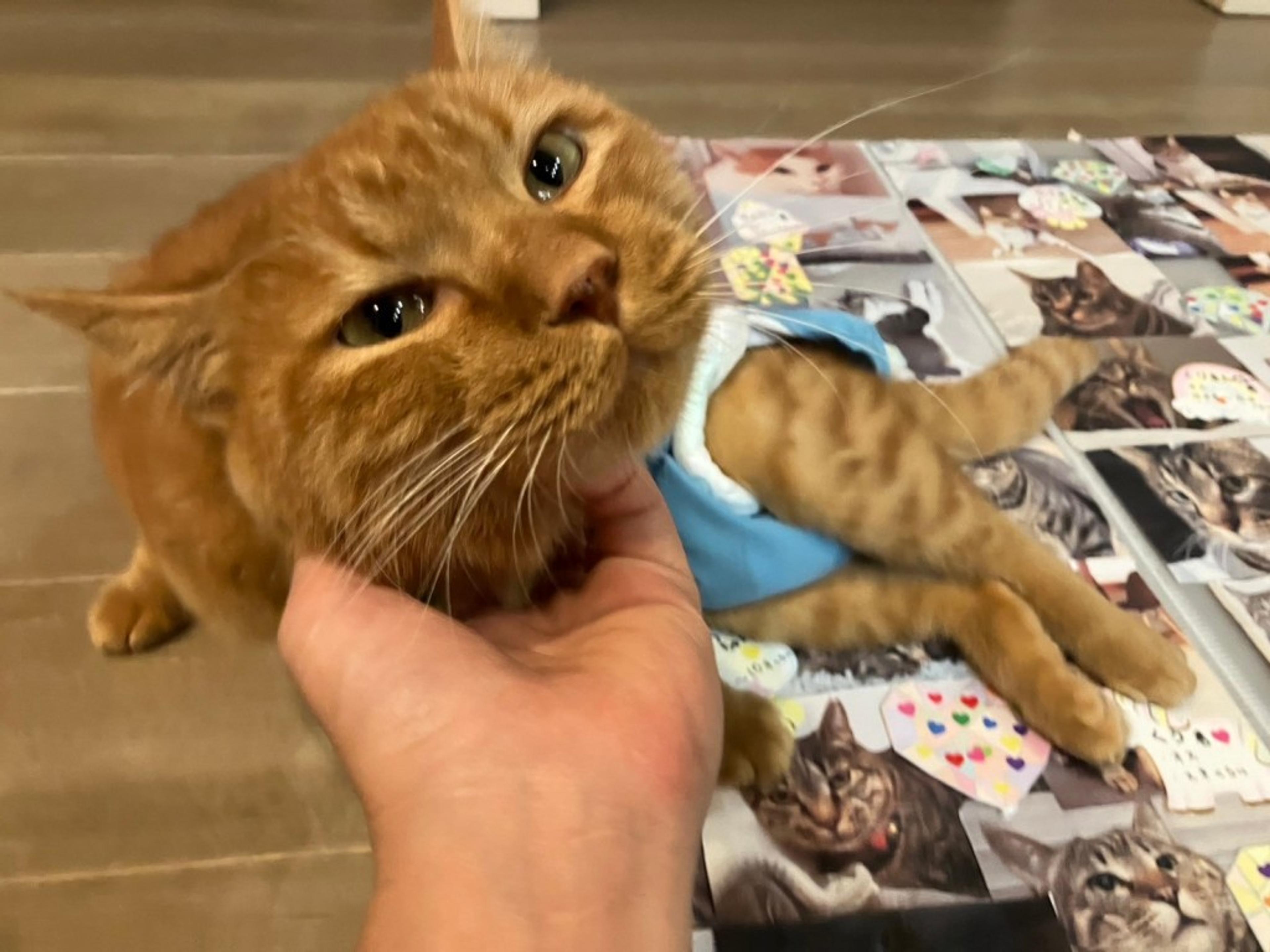 pet-image-7