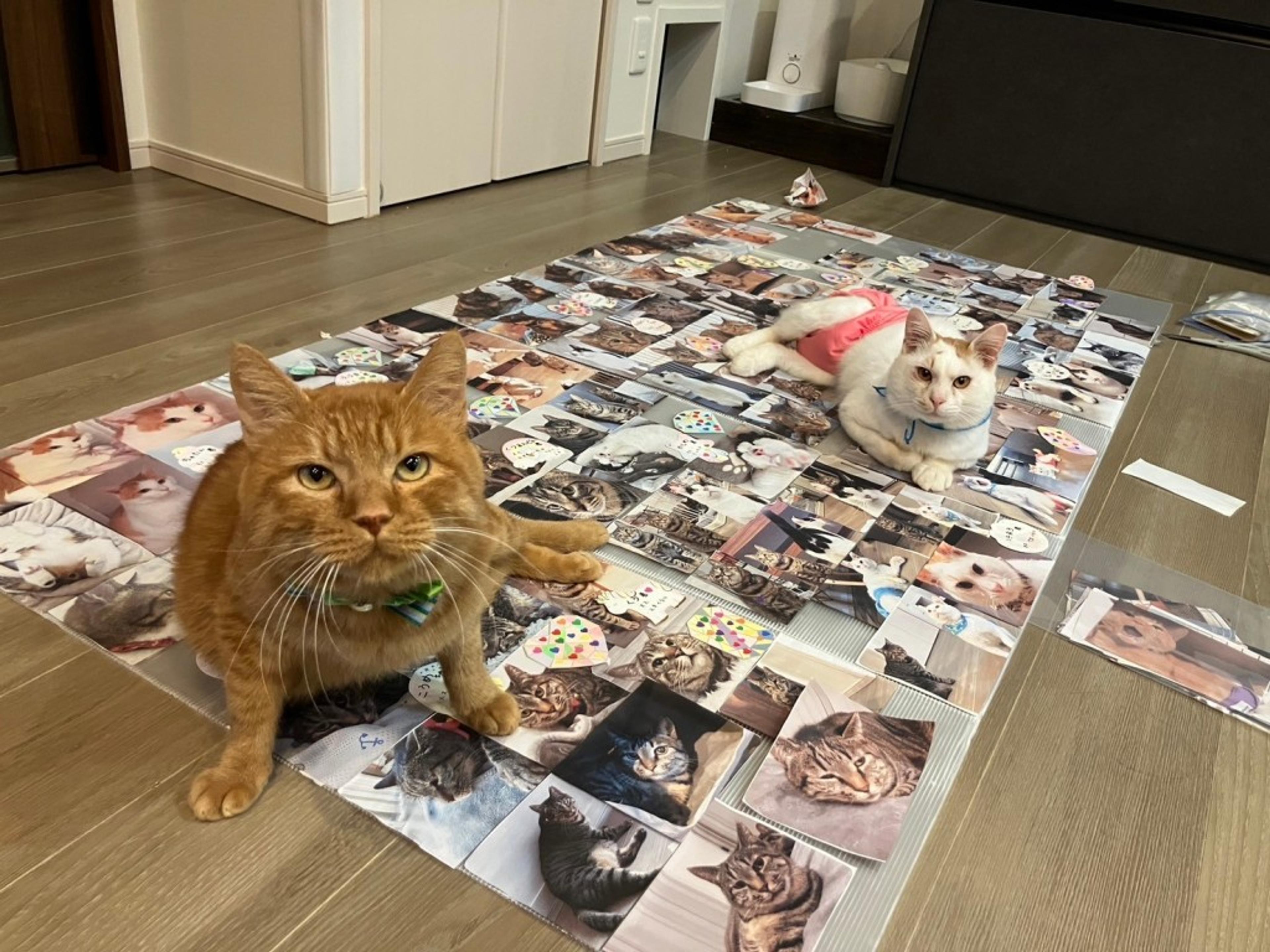 pet-image-9