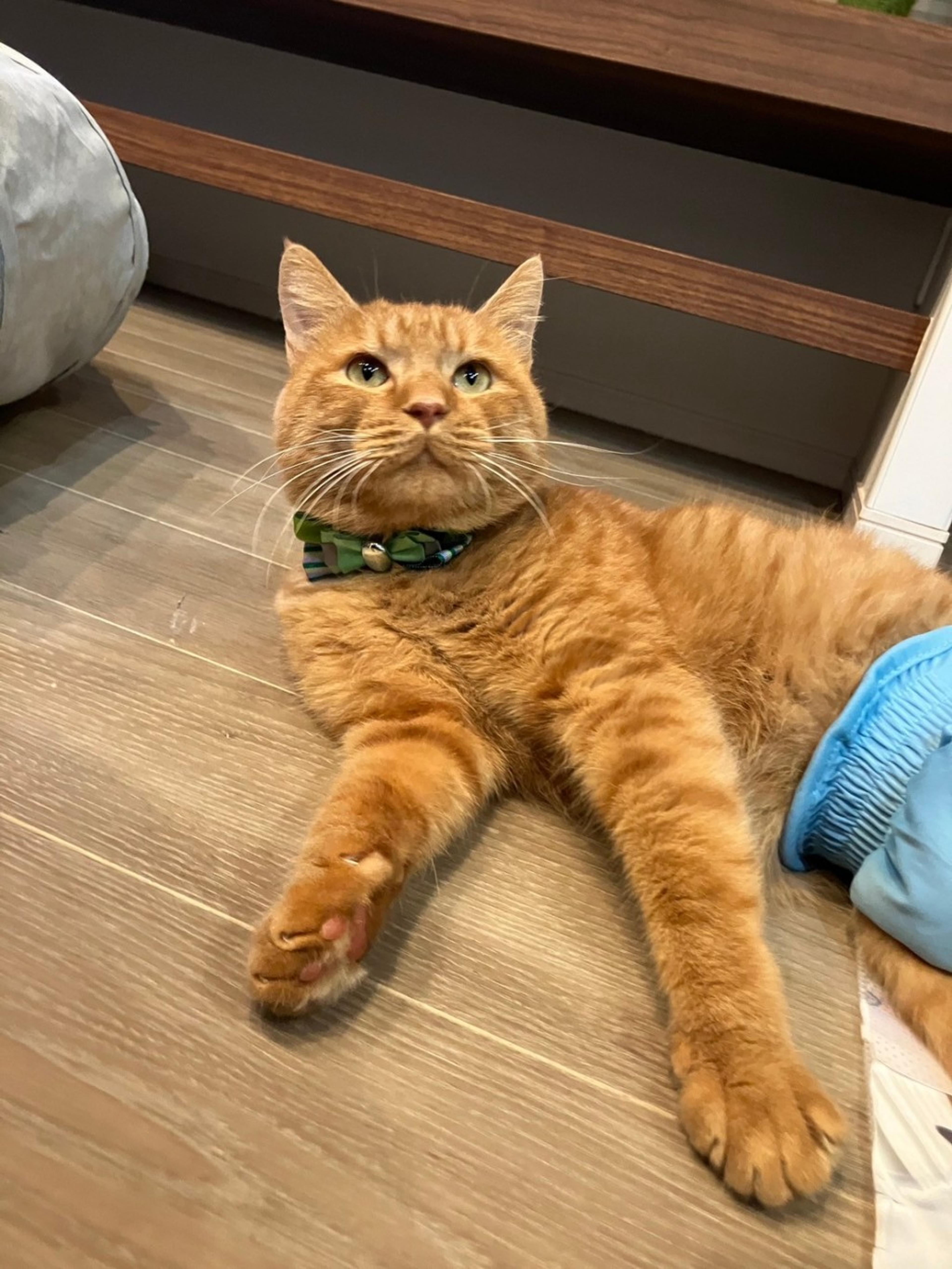 pet-image-2