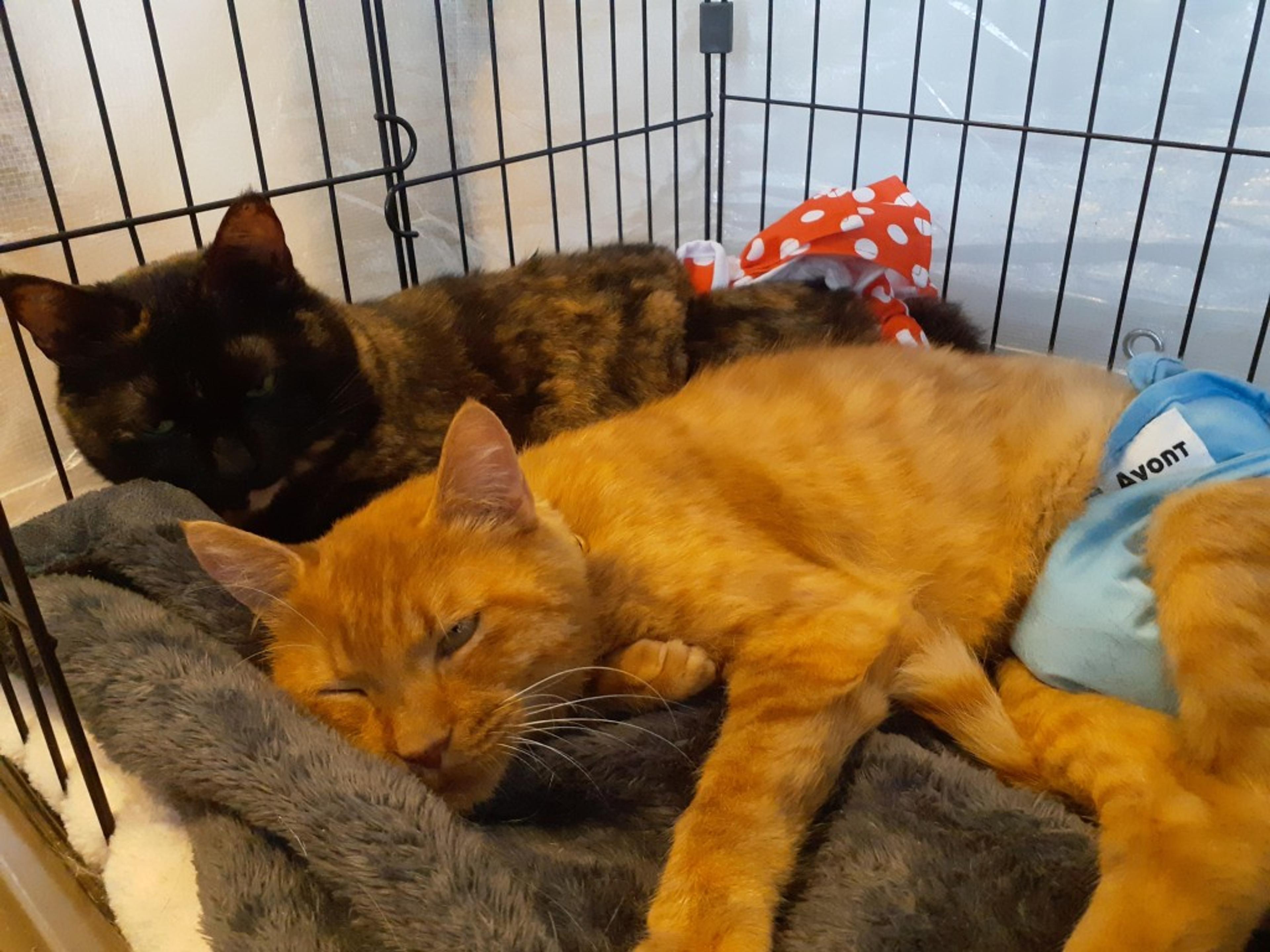 pet-image-3