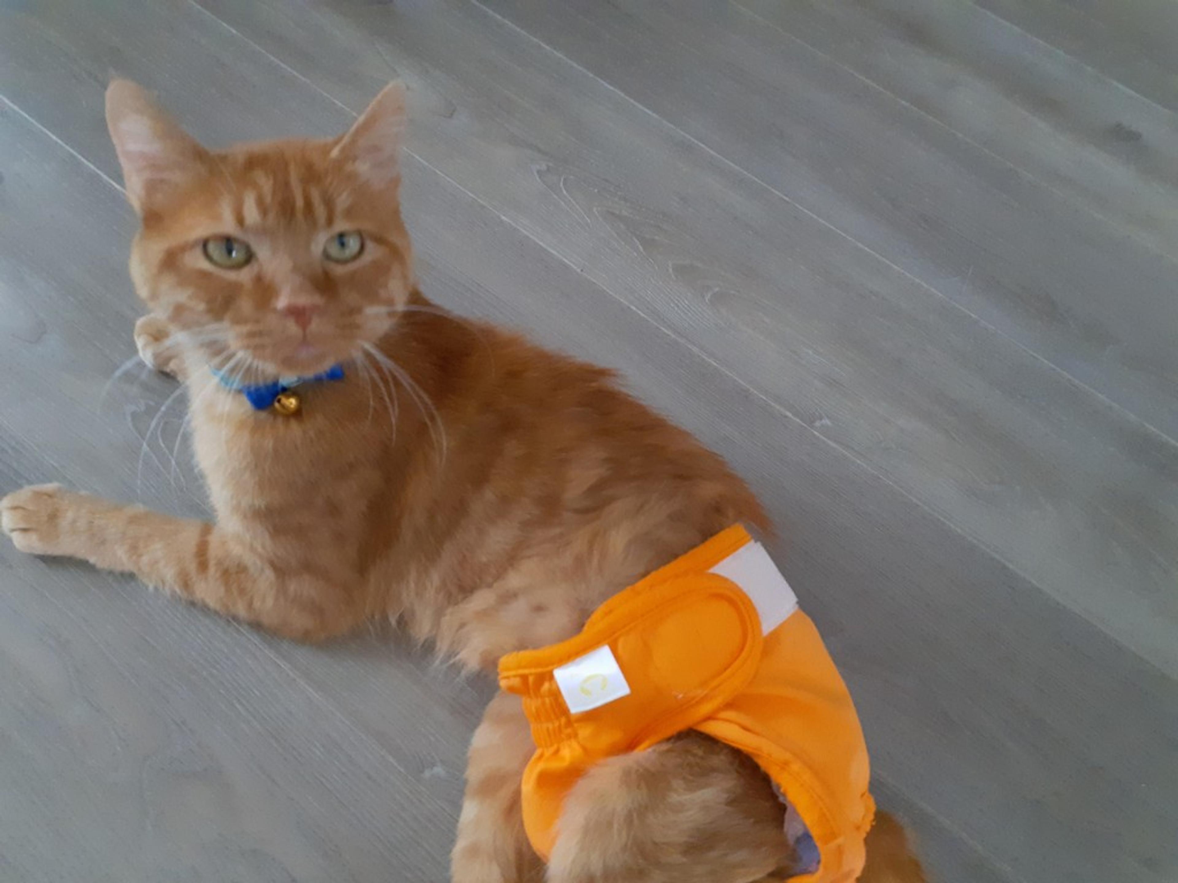 pet-image-8