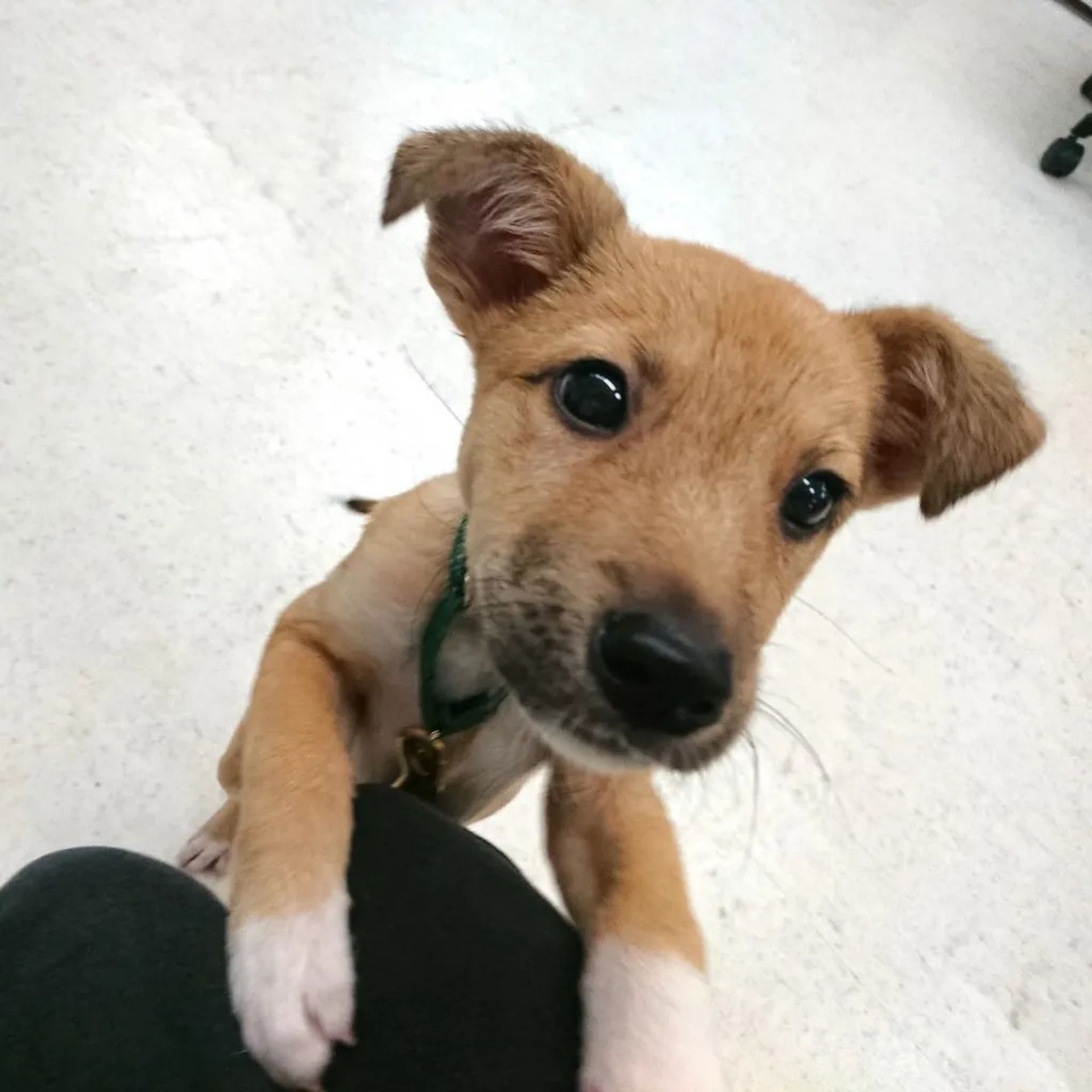 雑種（ミックス犬）・オスの里親募集の写真