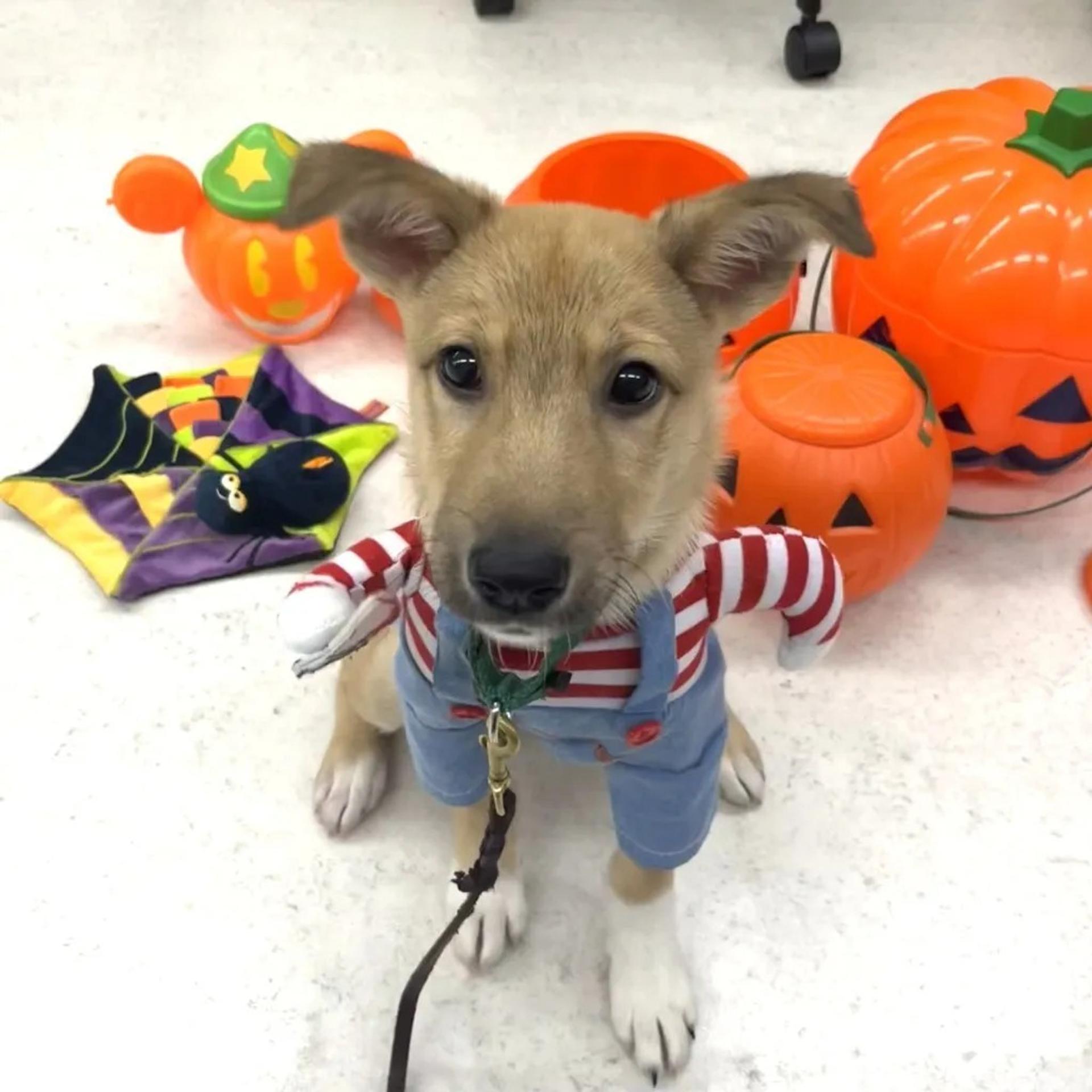 pet-image-2