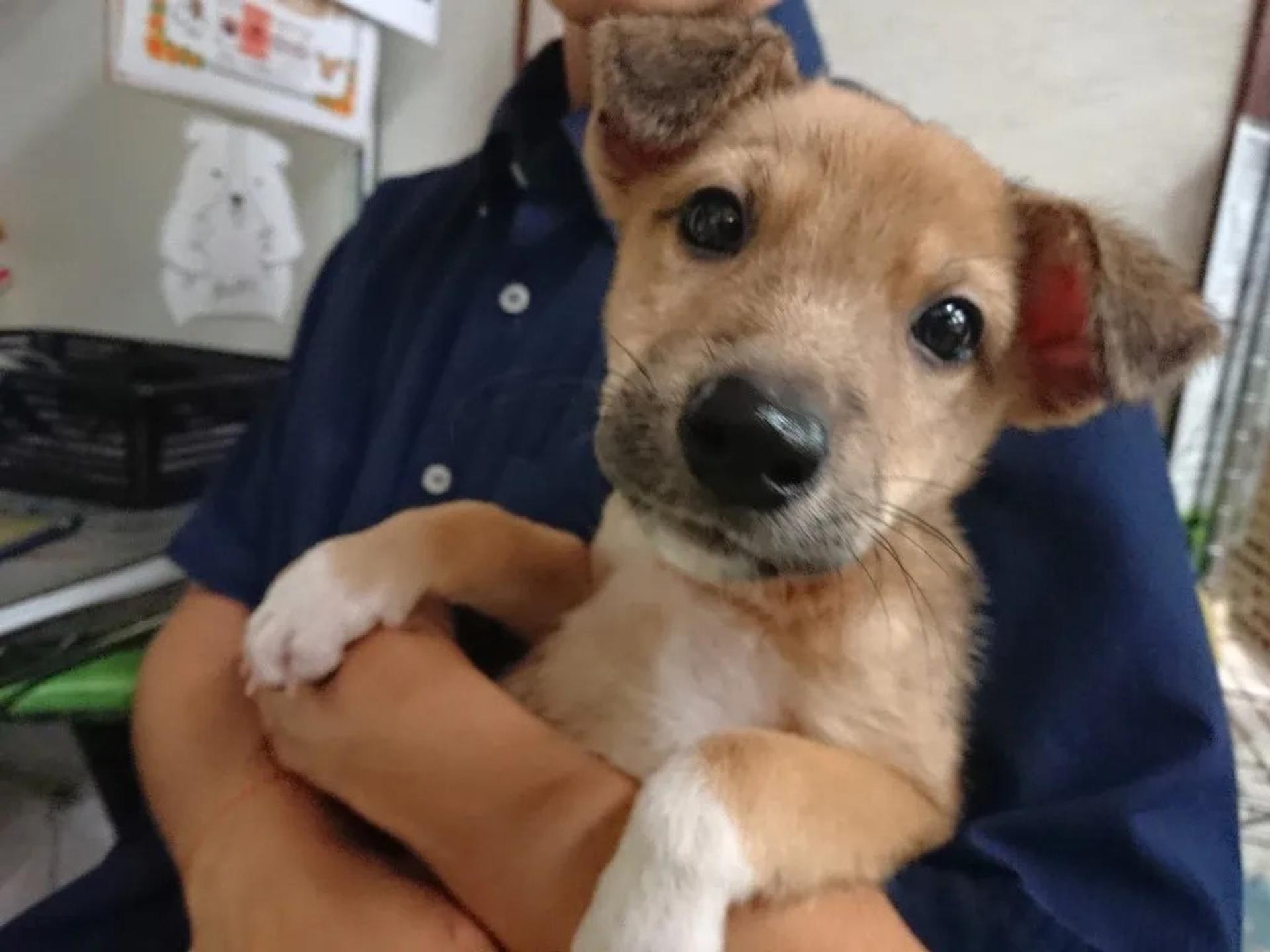 pet-image-3