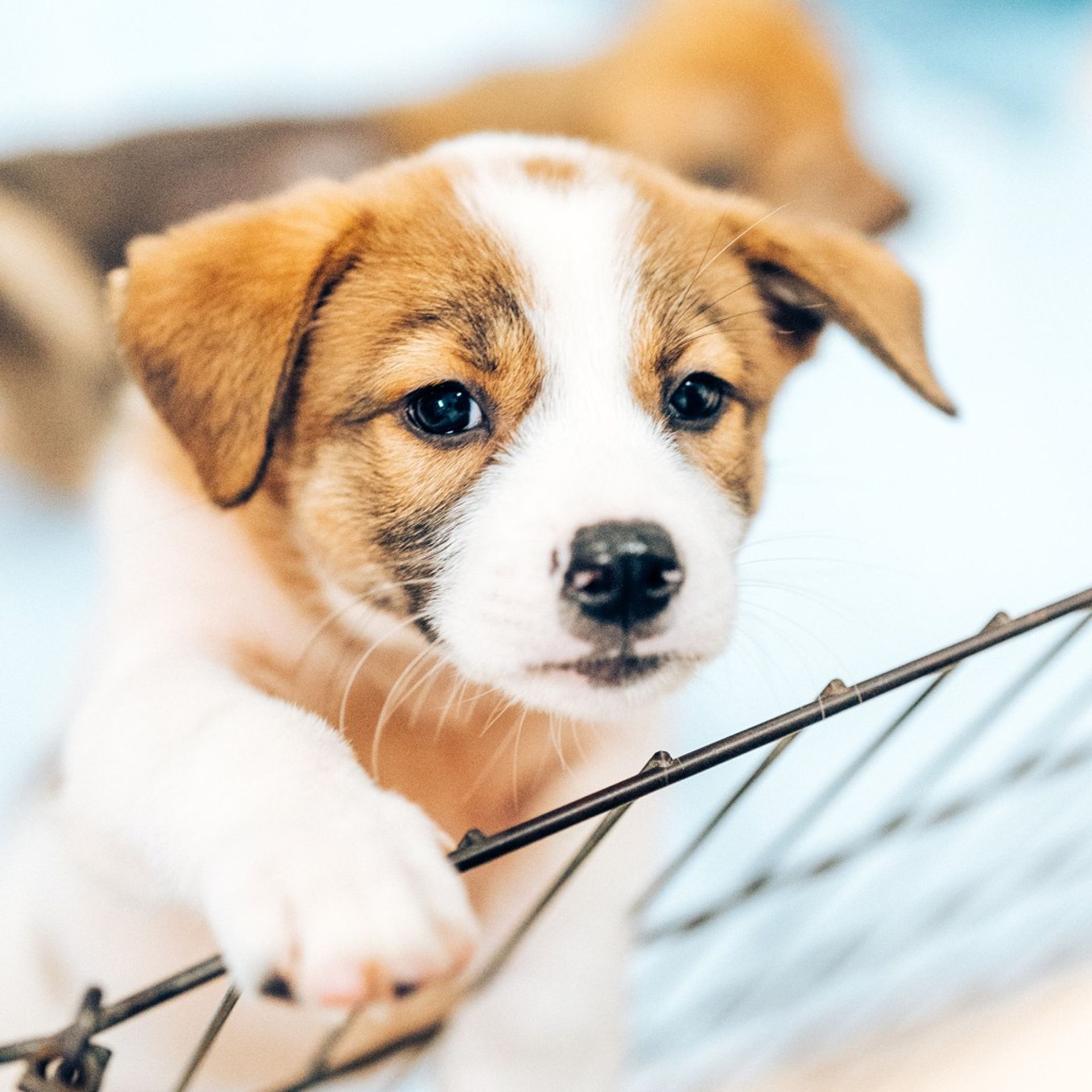 雑種（ミックス犬）・メスの里親募集の写真