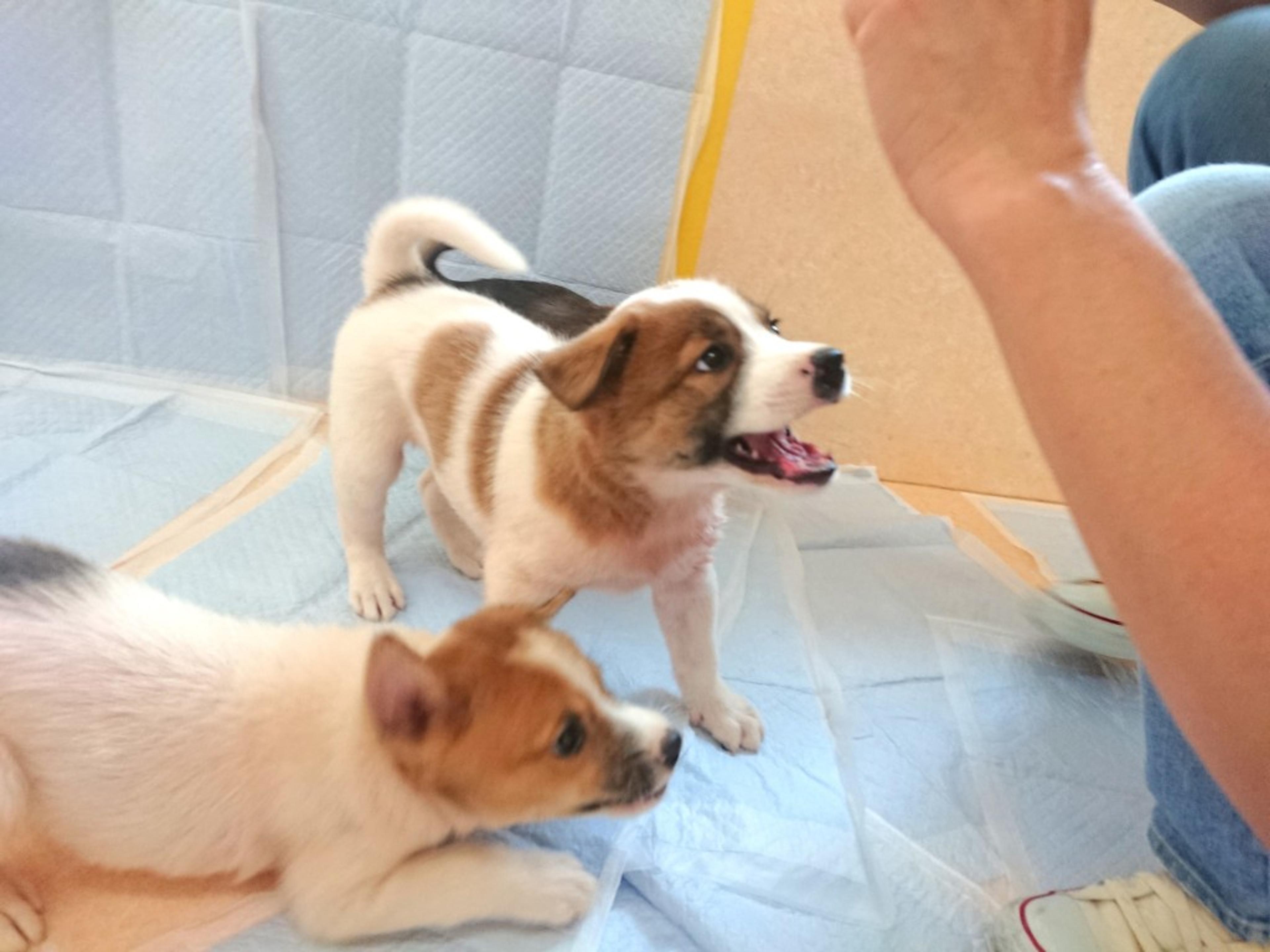 pet-image-2
