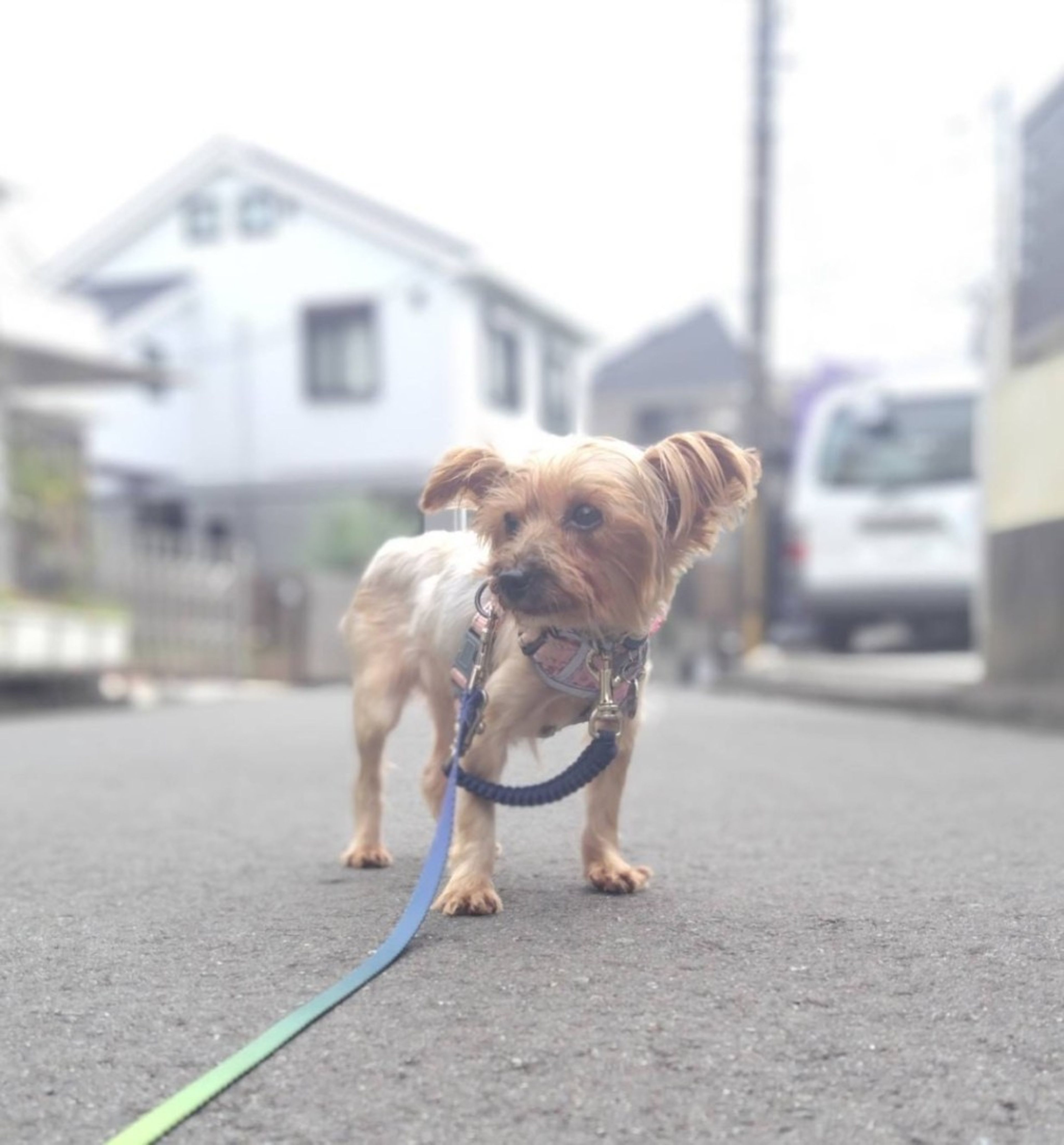 pet-image-2
