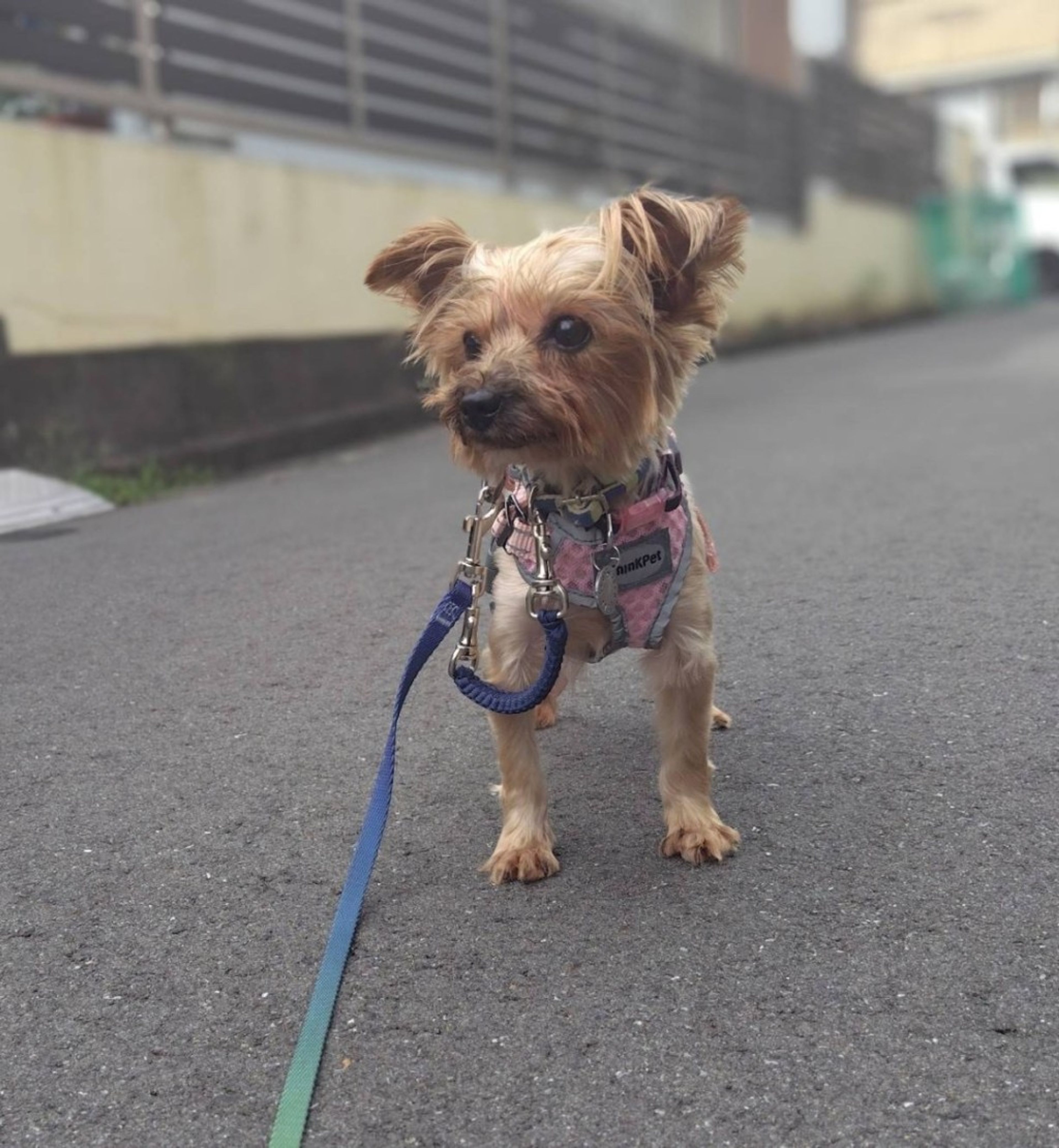pet-image-3