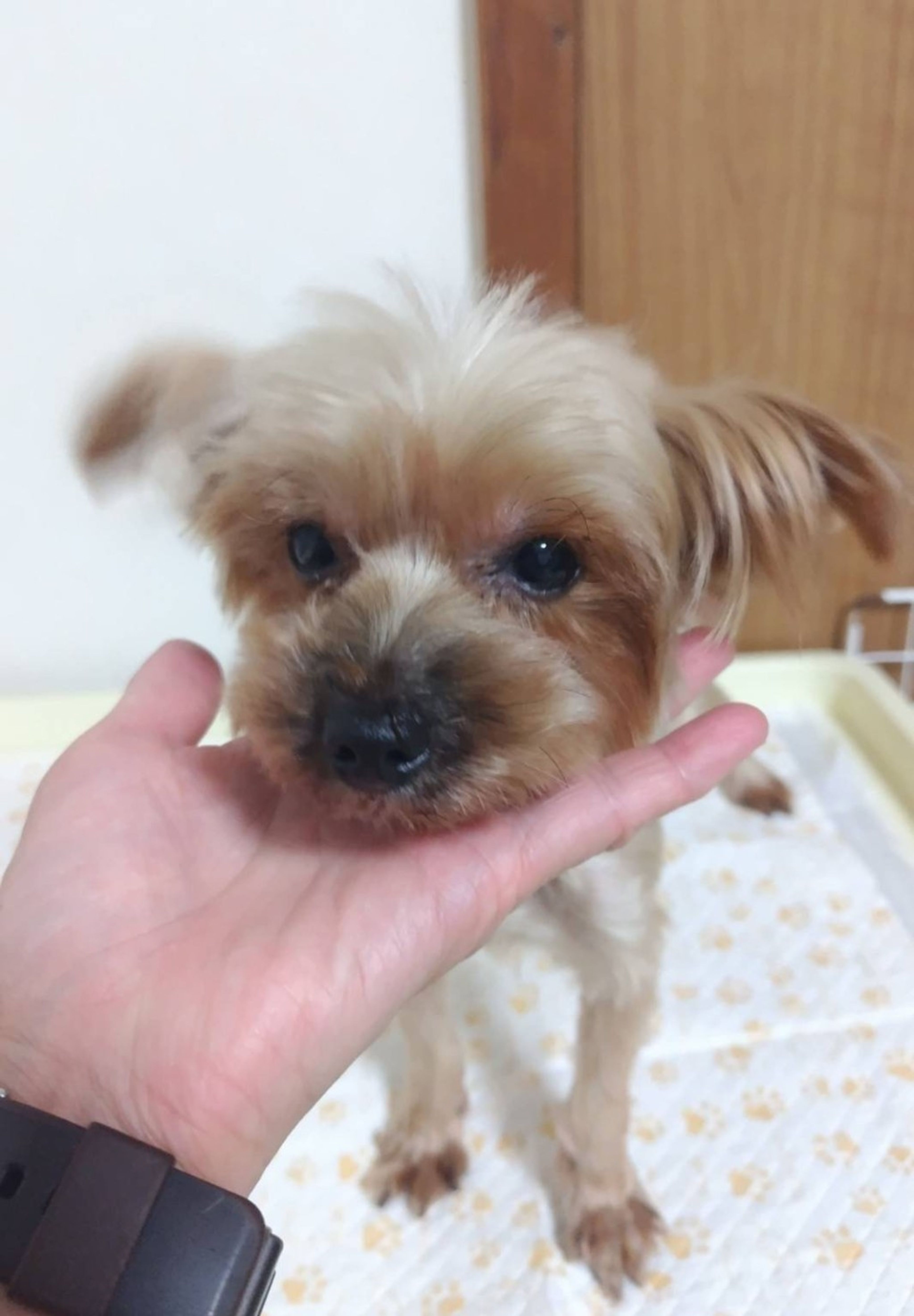 pet-image-6