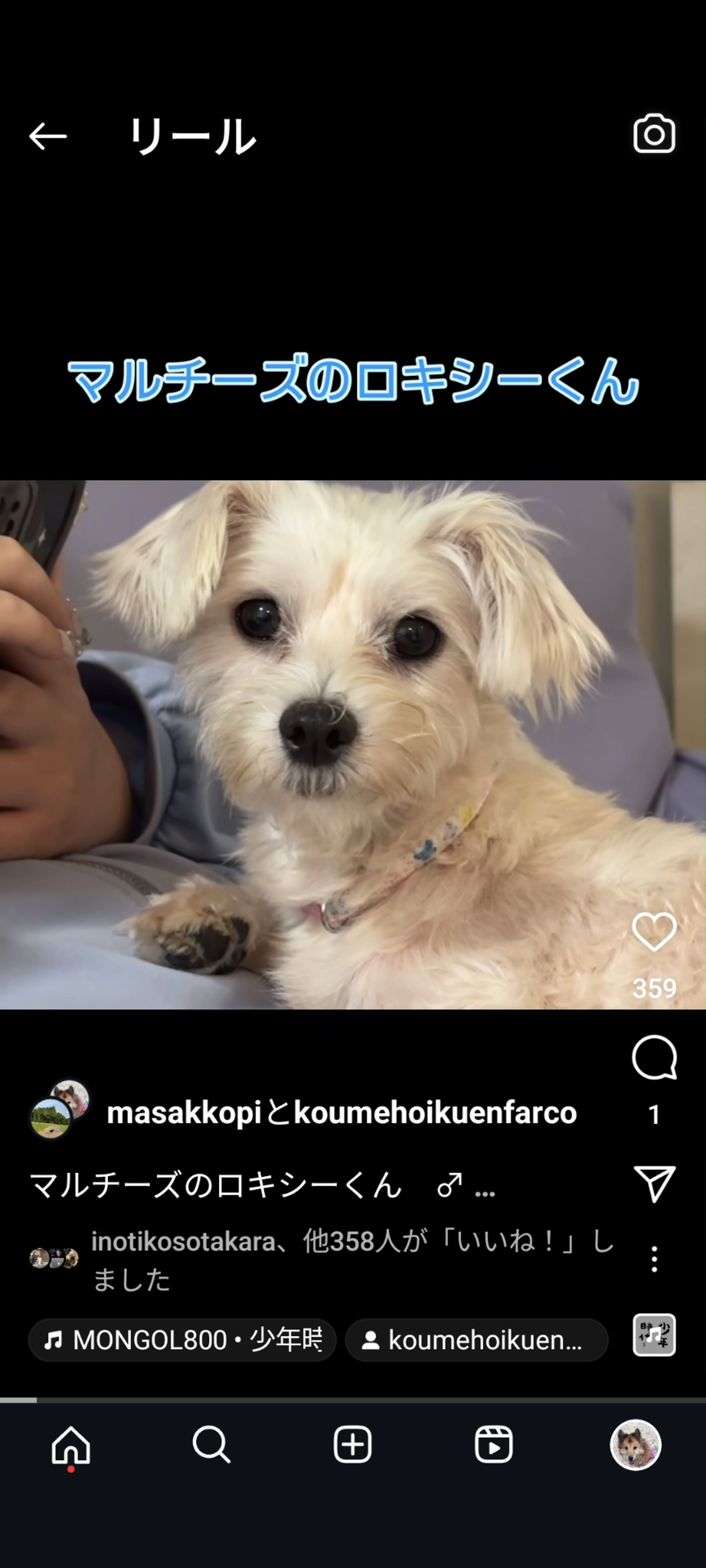 マルチーズ・オスの里親募集の写真