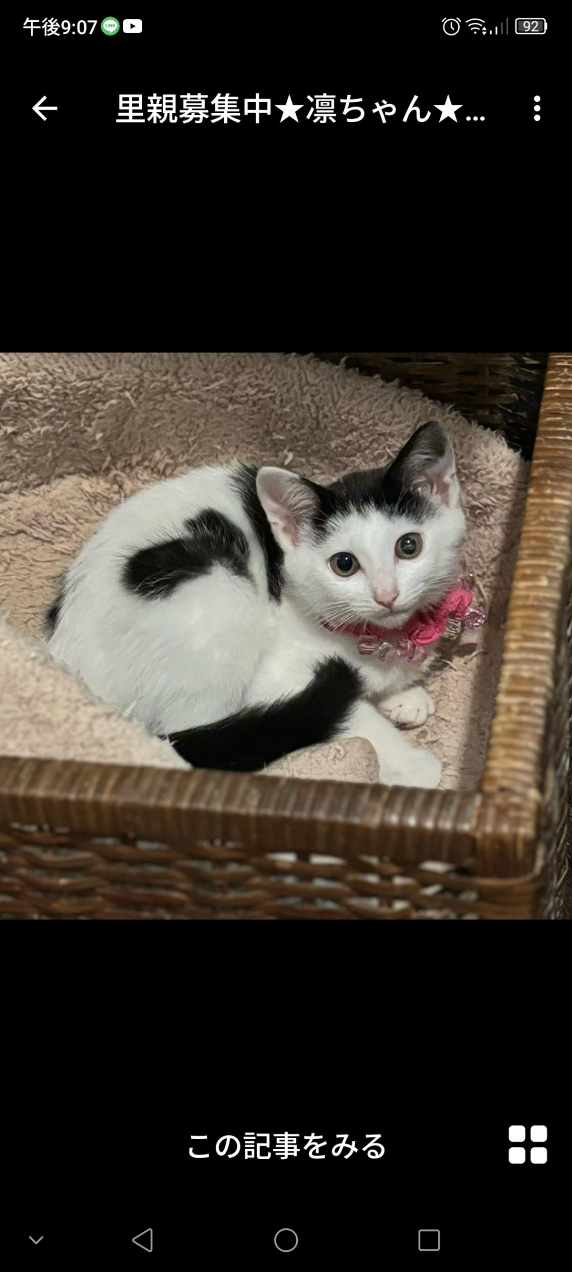 pet-image-3