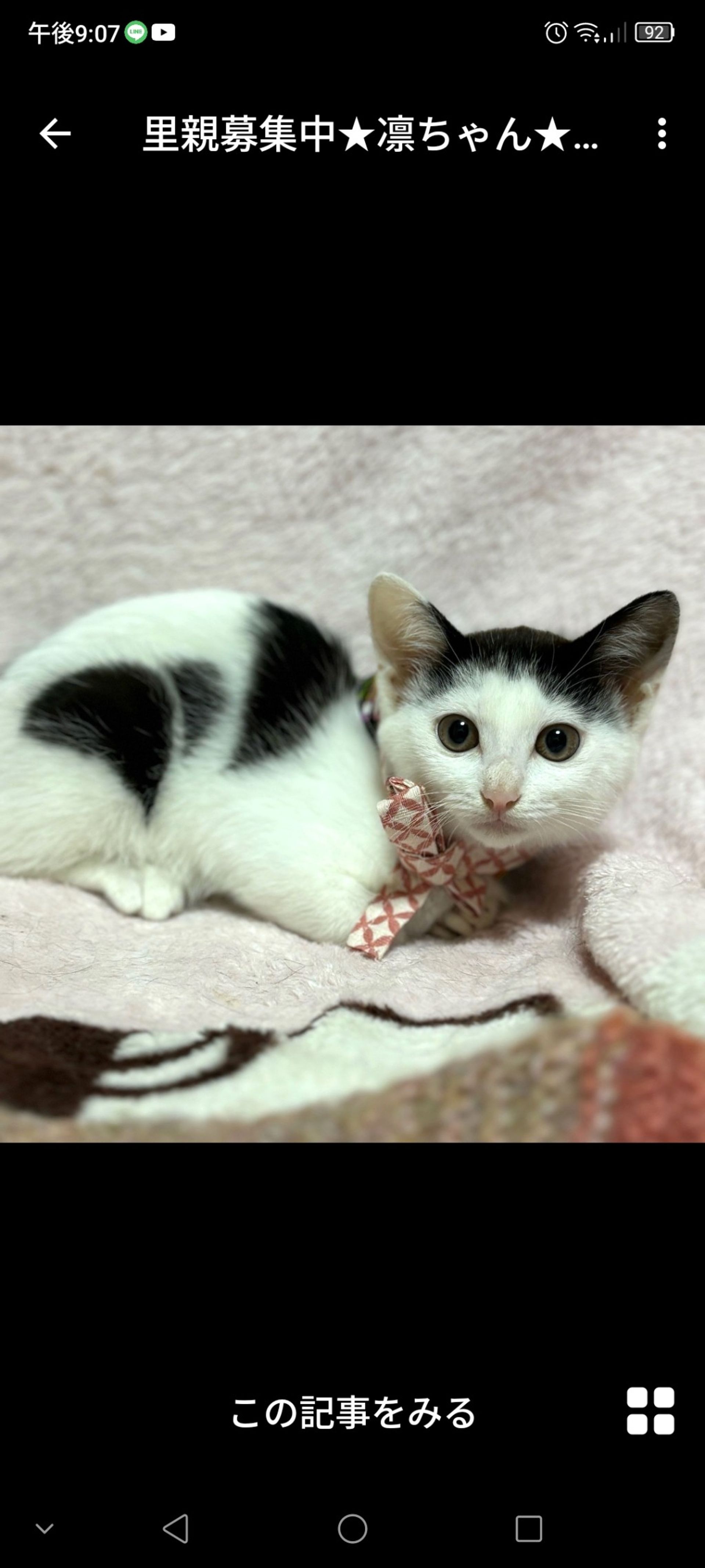 雑種（ミックス猫）・メスの里親募集の写真