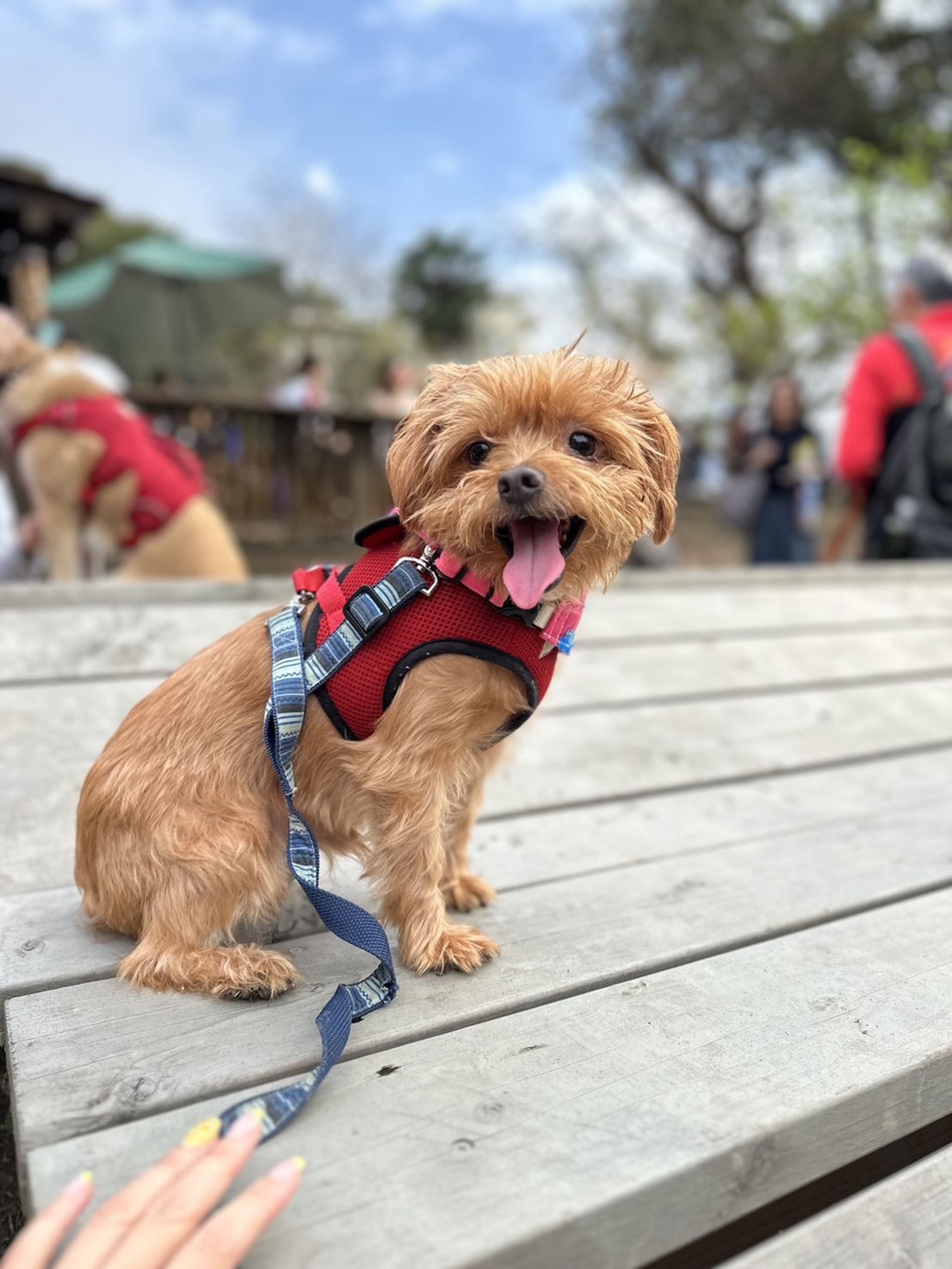雑種（ミックス犬）・オスの里親募集の写真