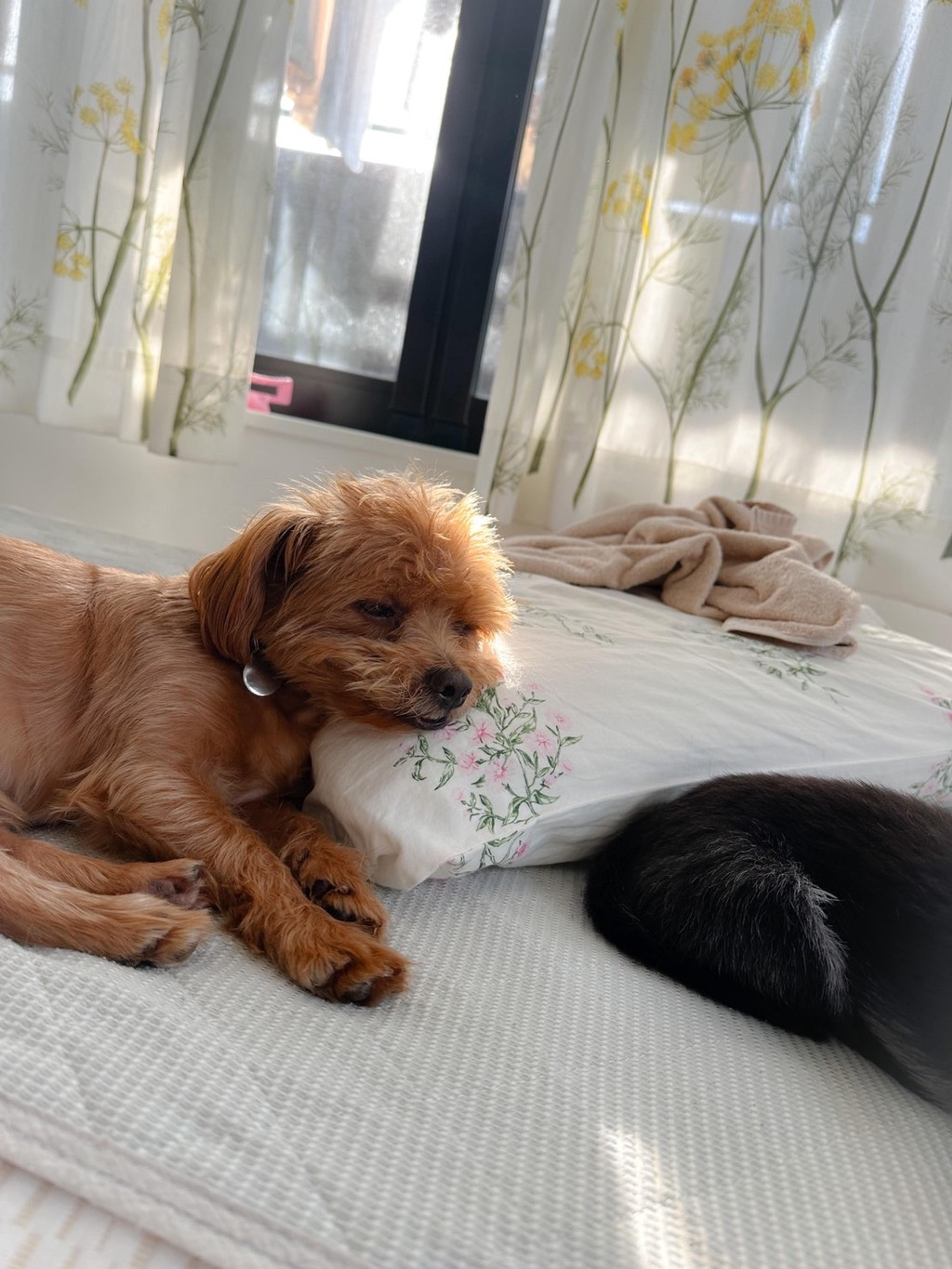 pet-image-3