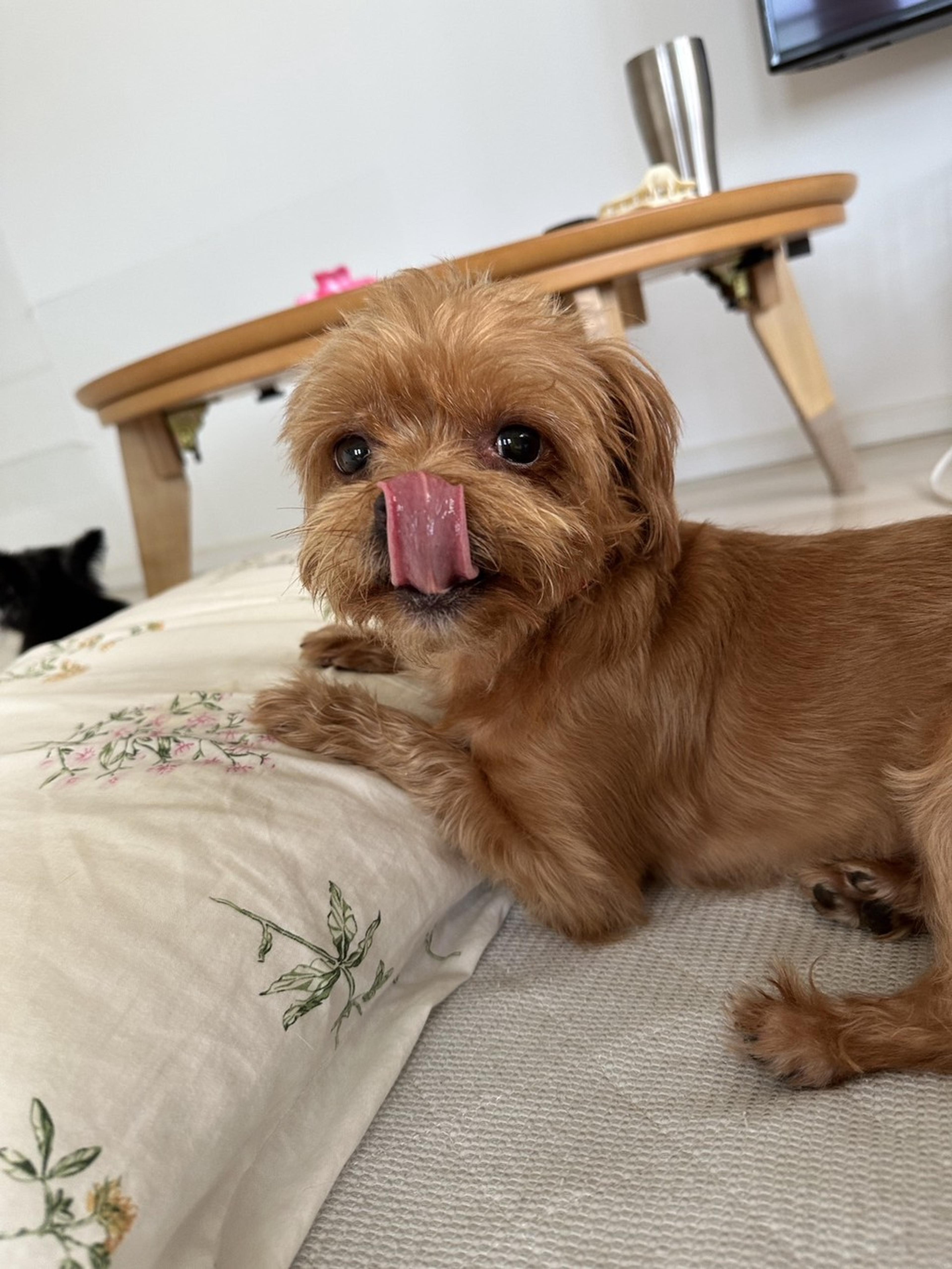 pet-image-2