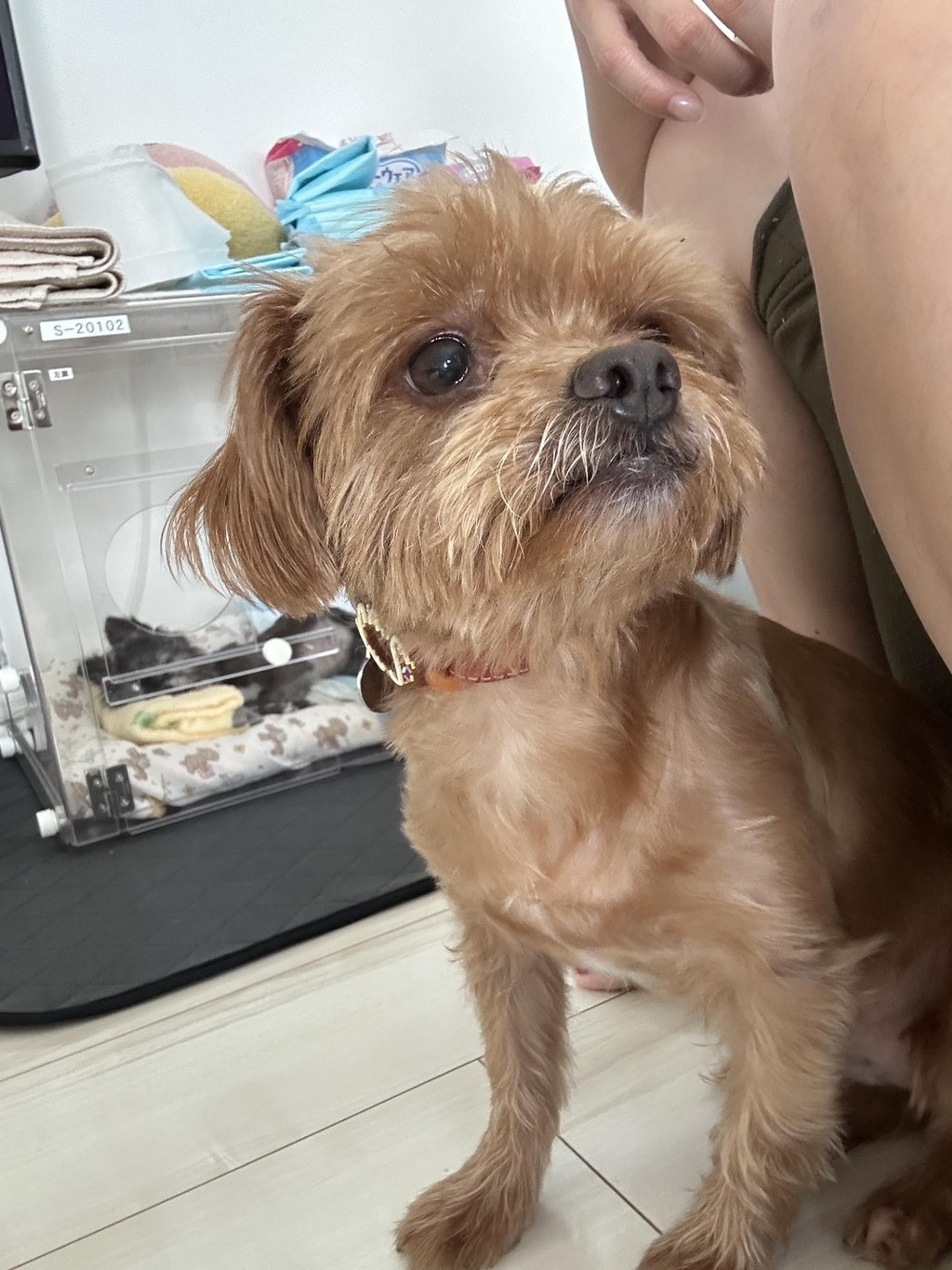 pet-image-4