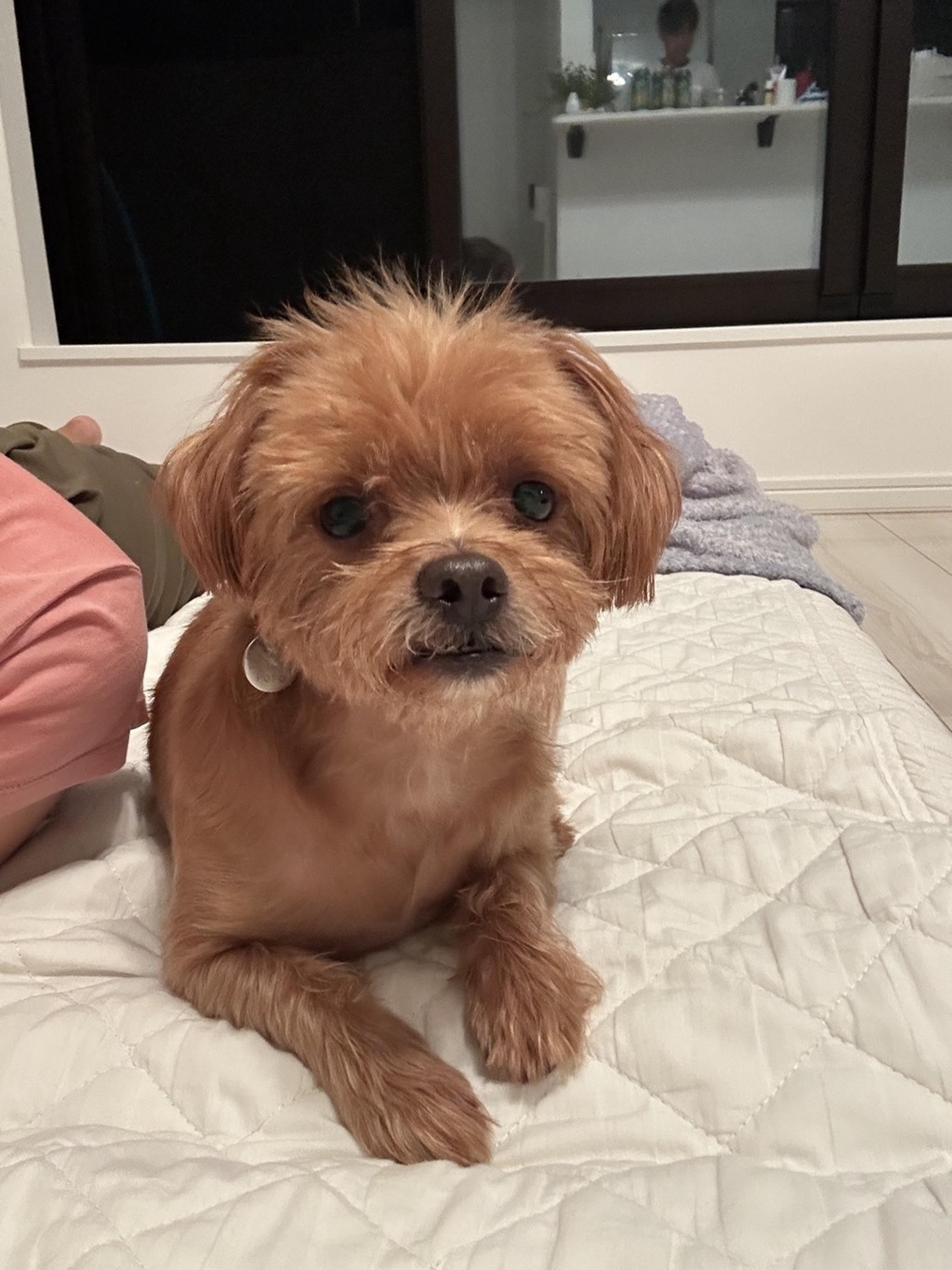 pet-image-5