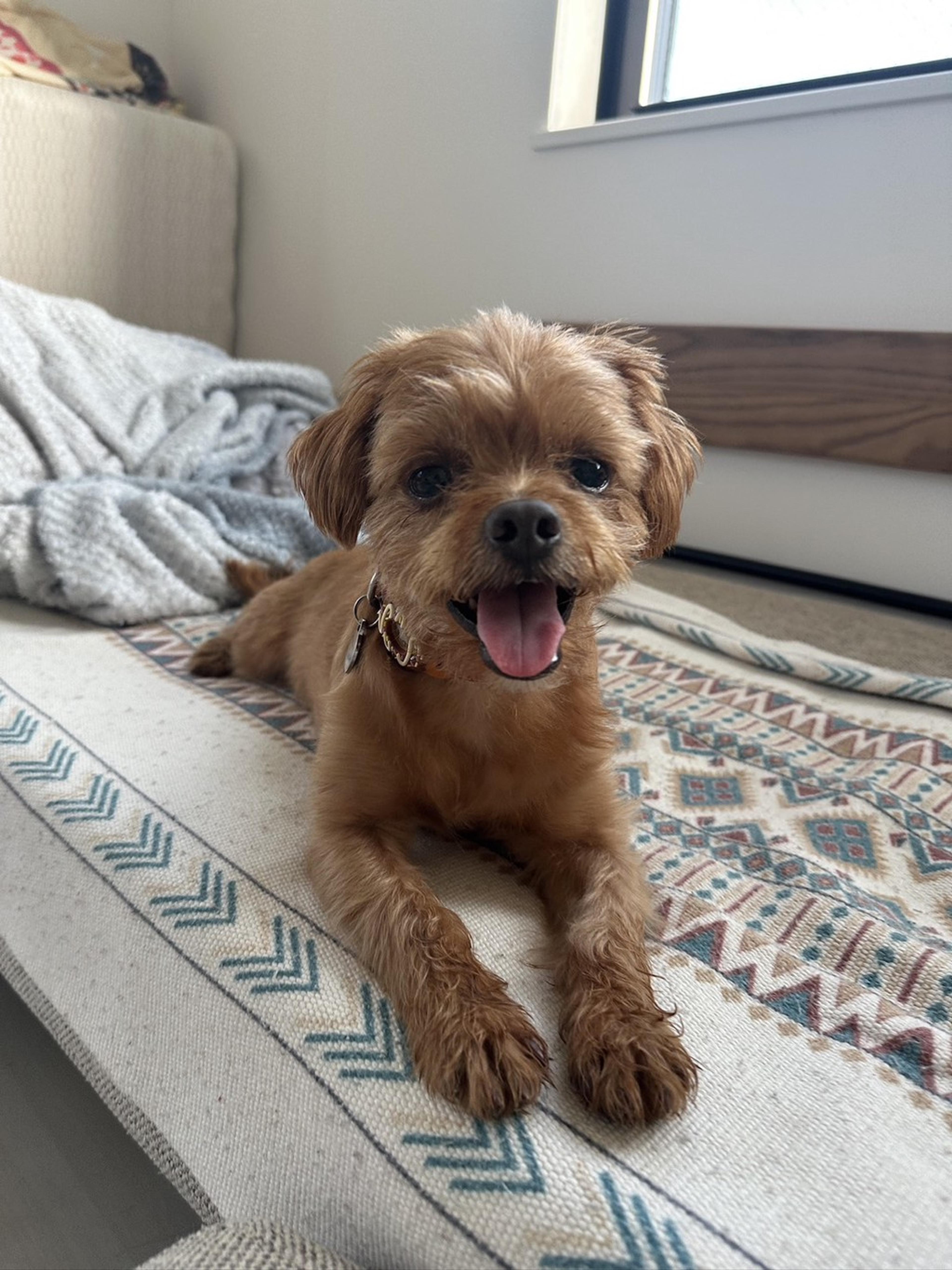 pet-image-7