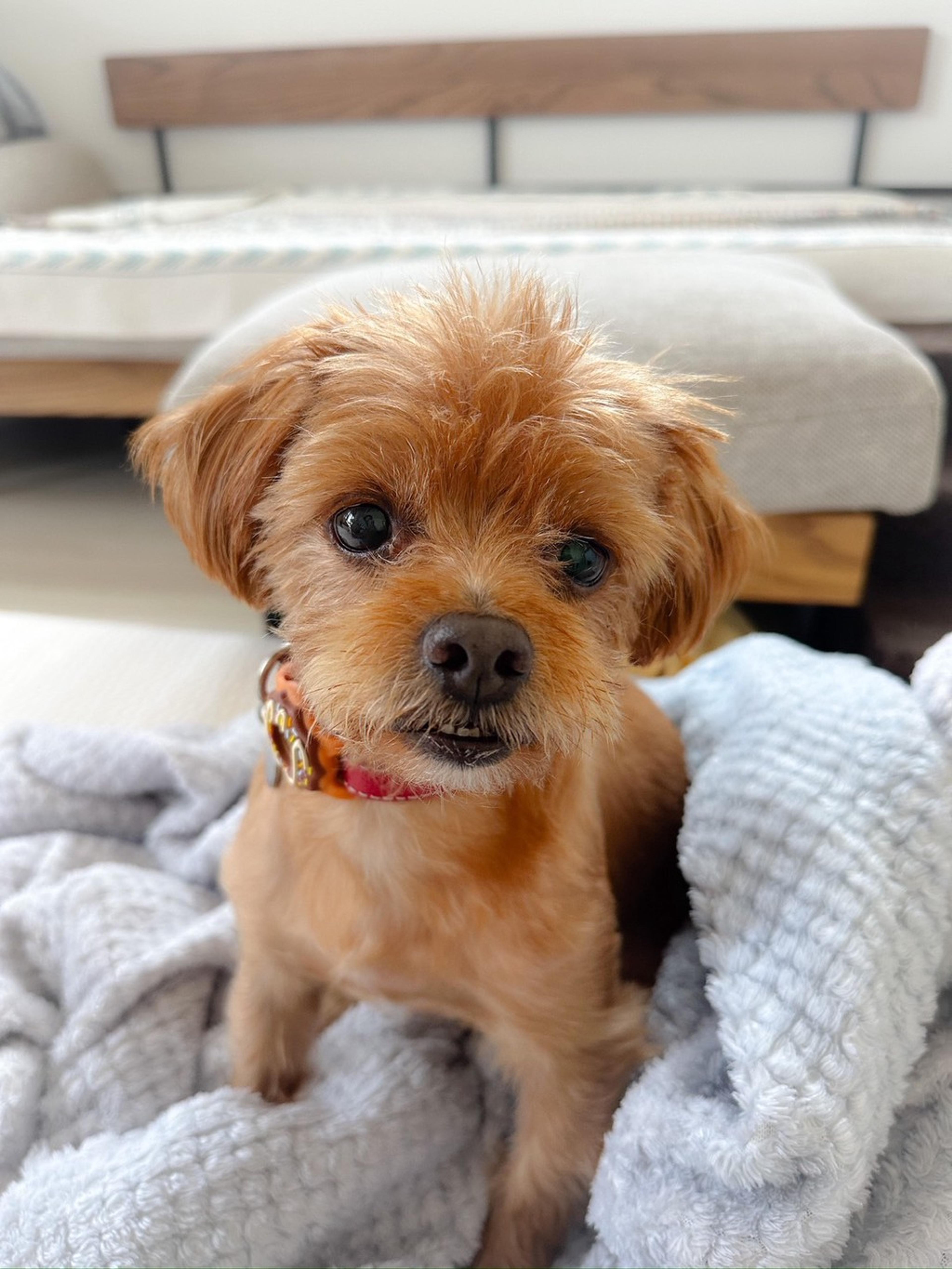 pet-image-6