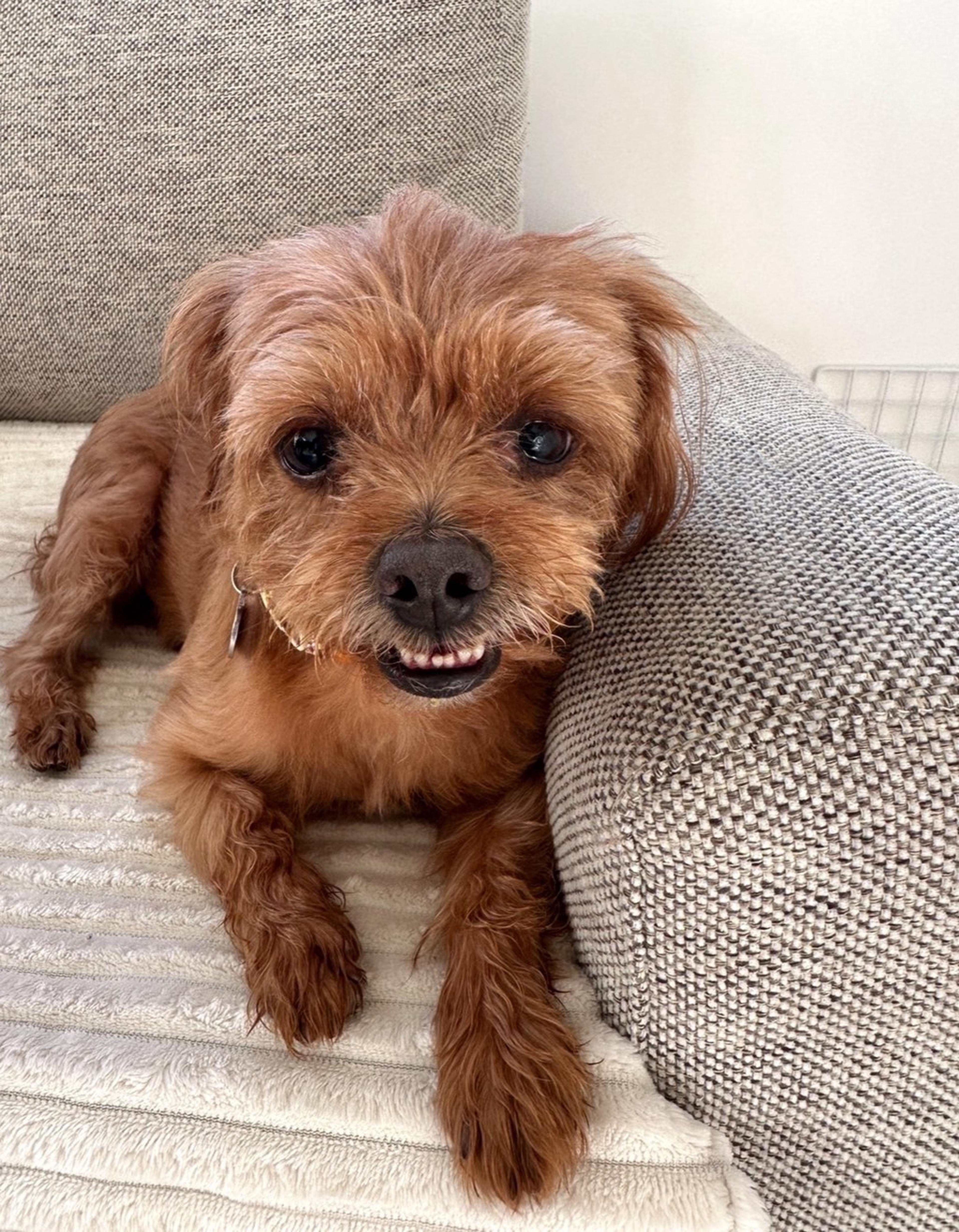 pet-image-8