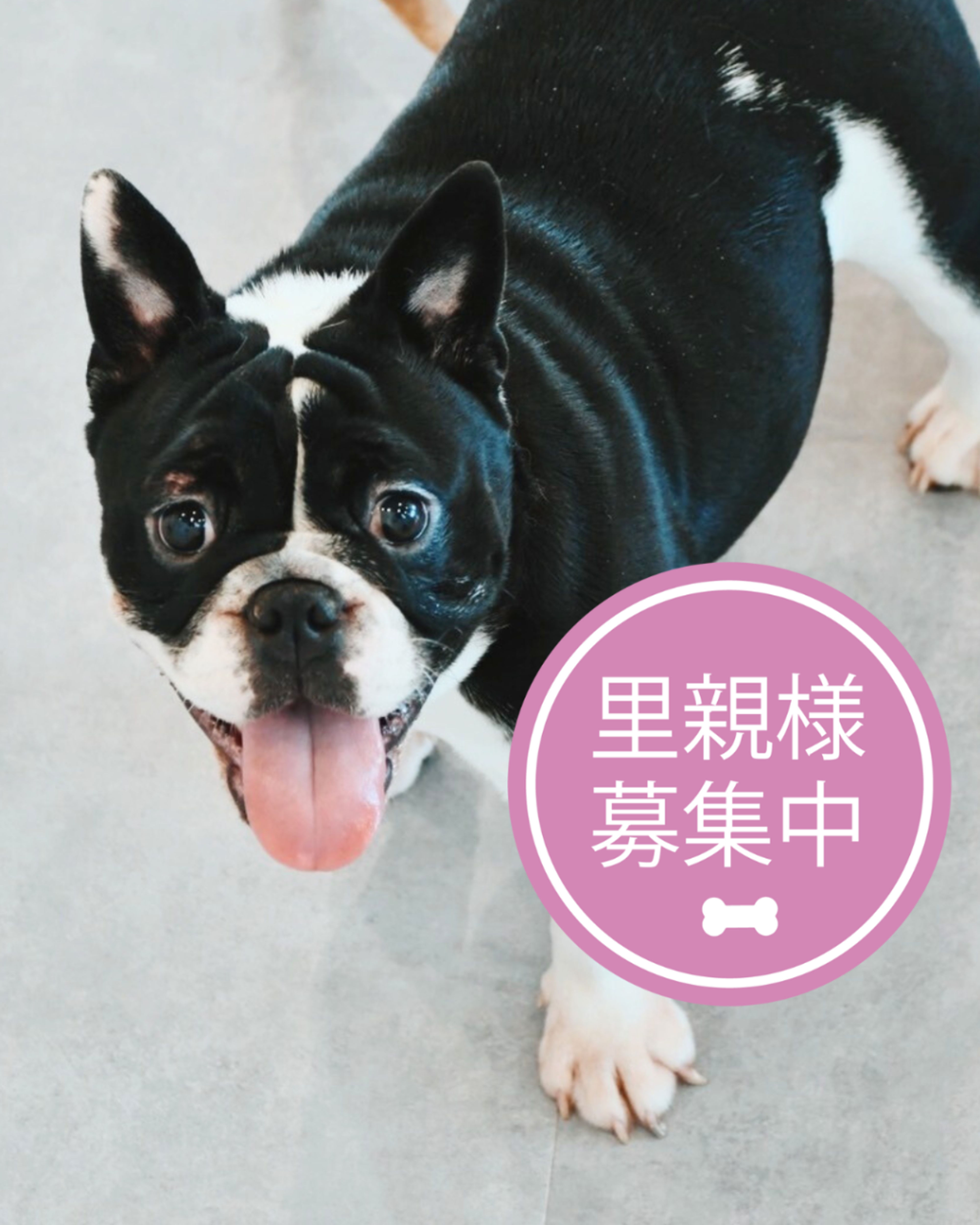 雑種（ミックス犬）・メスの里親募集の写真
