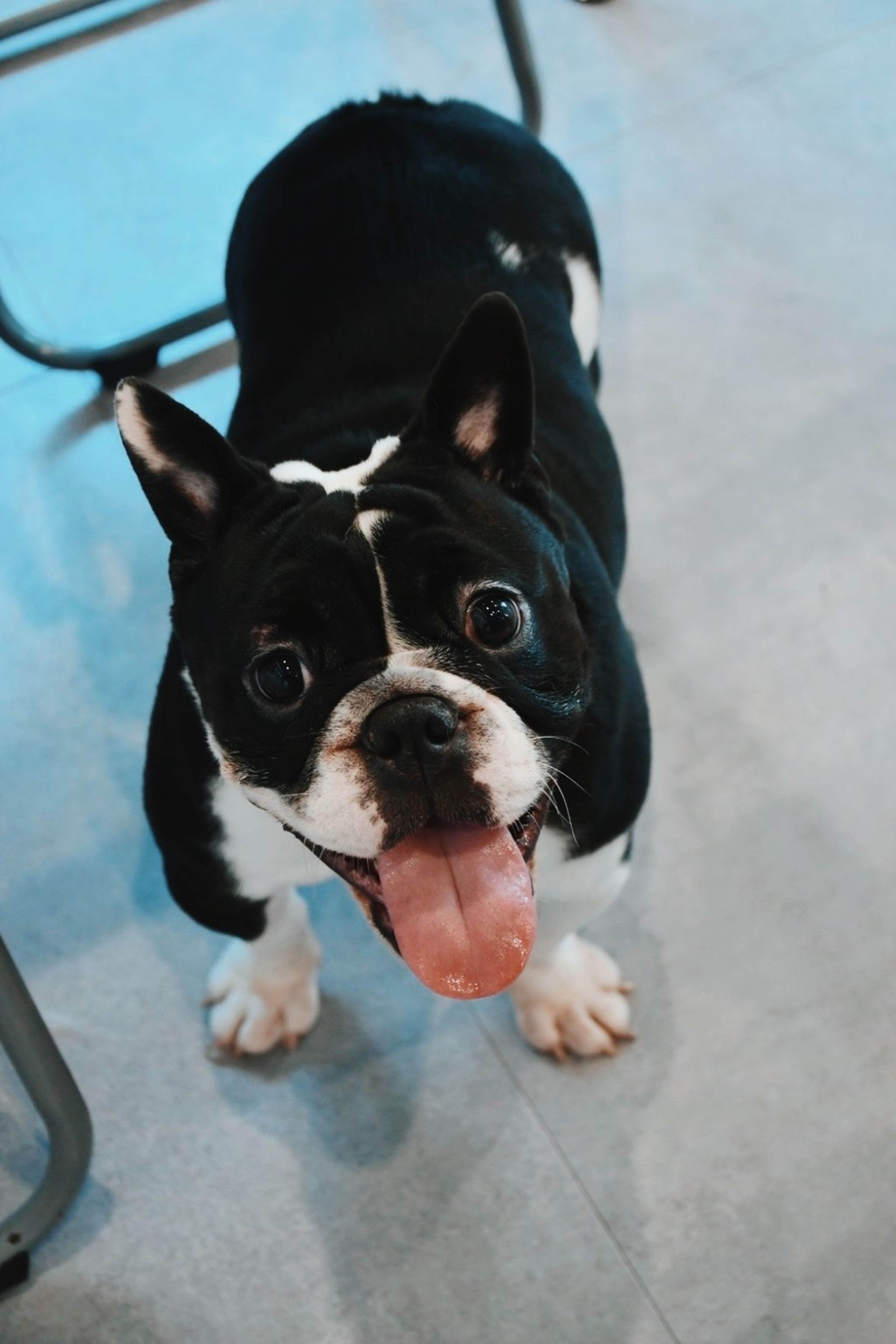 pet-image-4