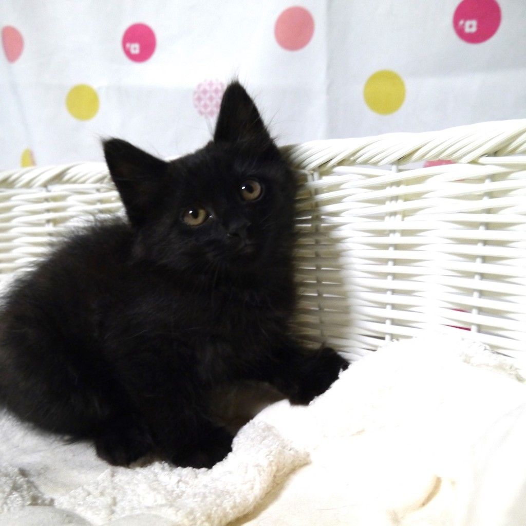 ちいさい体で元気に甘えるピカチュウしっぽの黒猫さん | 雑種