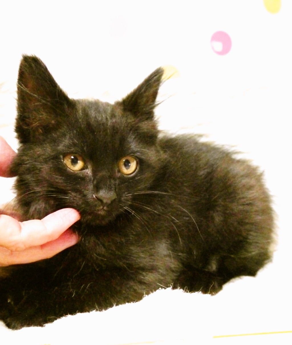 ちいさい体で元気に甘えるピカチュウしっぽの黒猫さん | 雑種
