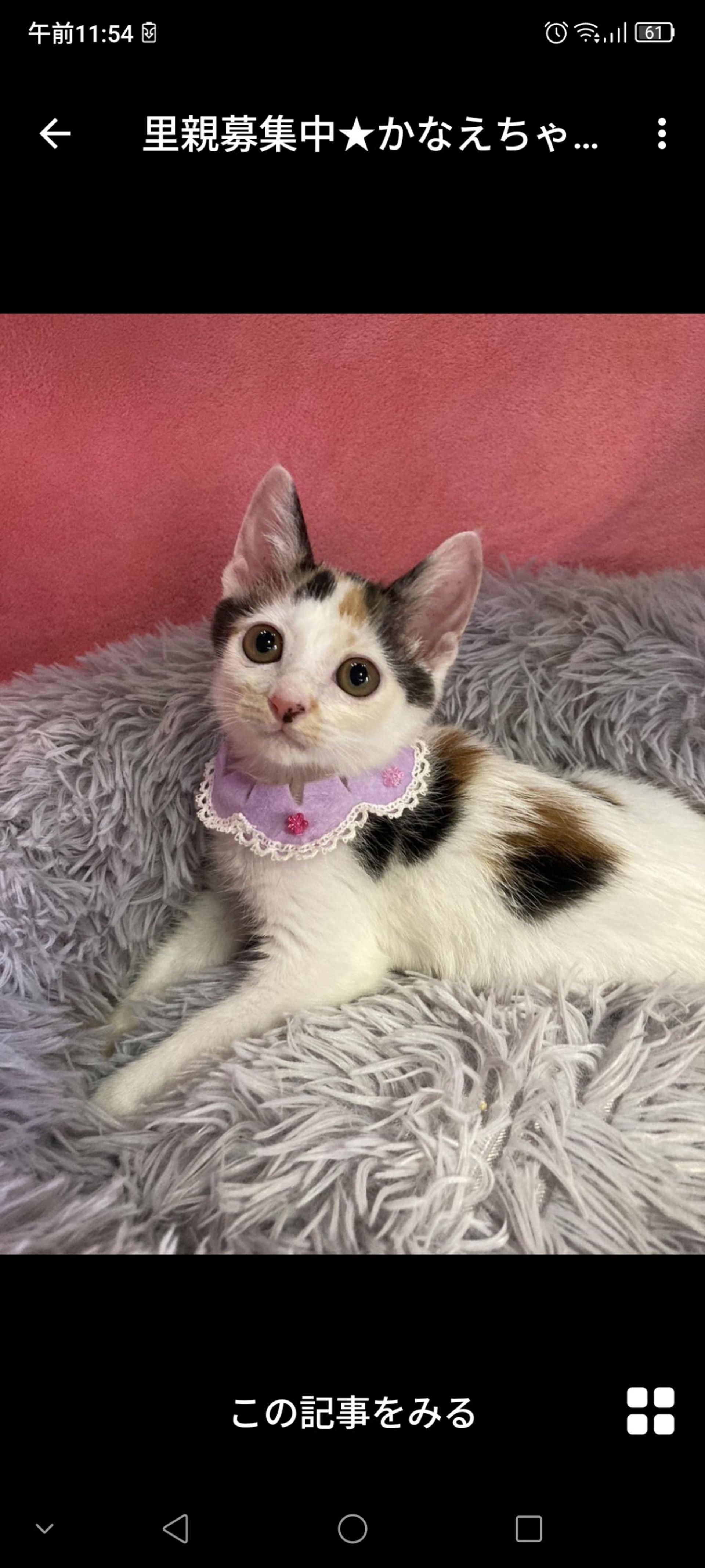 日本猫・メスの里親募集の写真