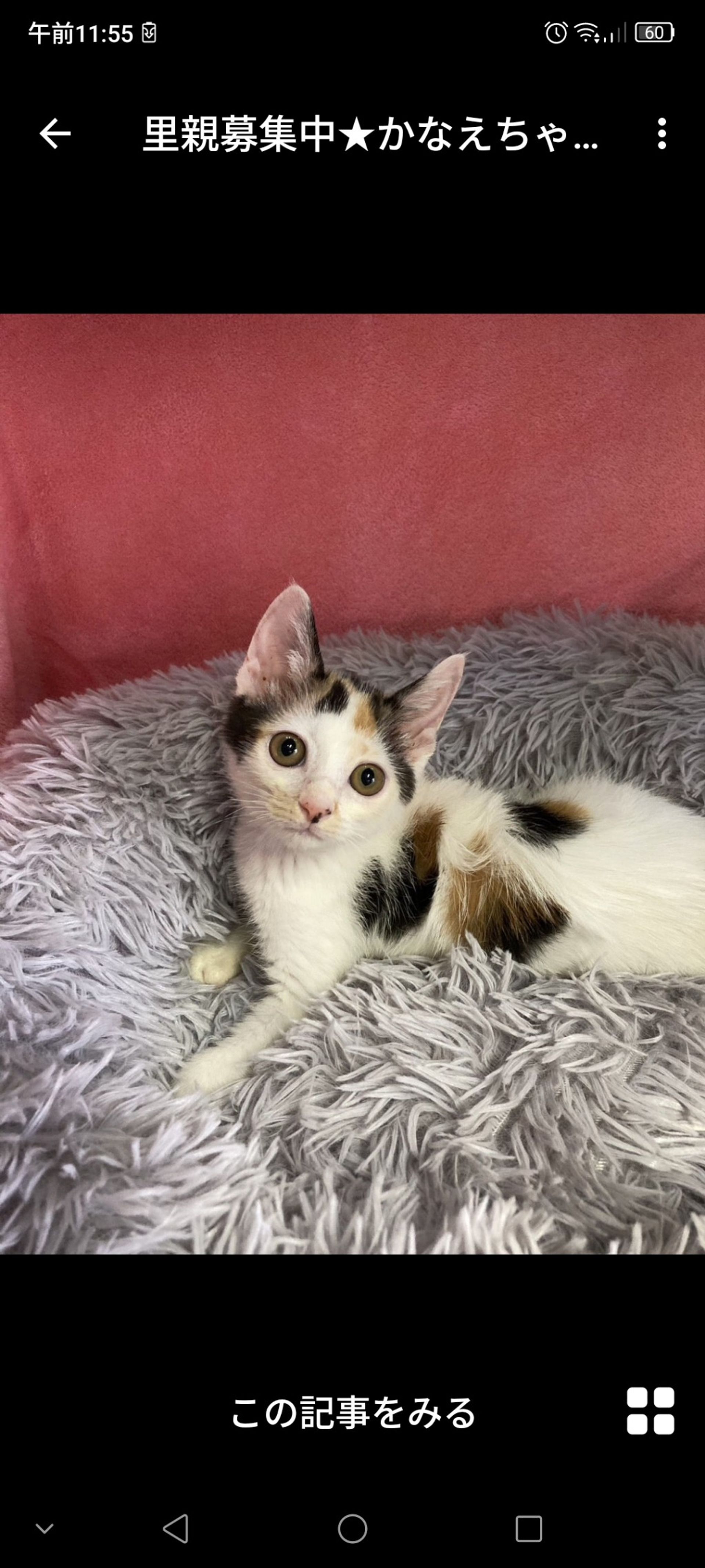日本猫・メスの里親募集の写真
