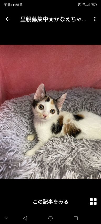 日本猫・メスの里親募集の写真