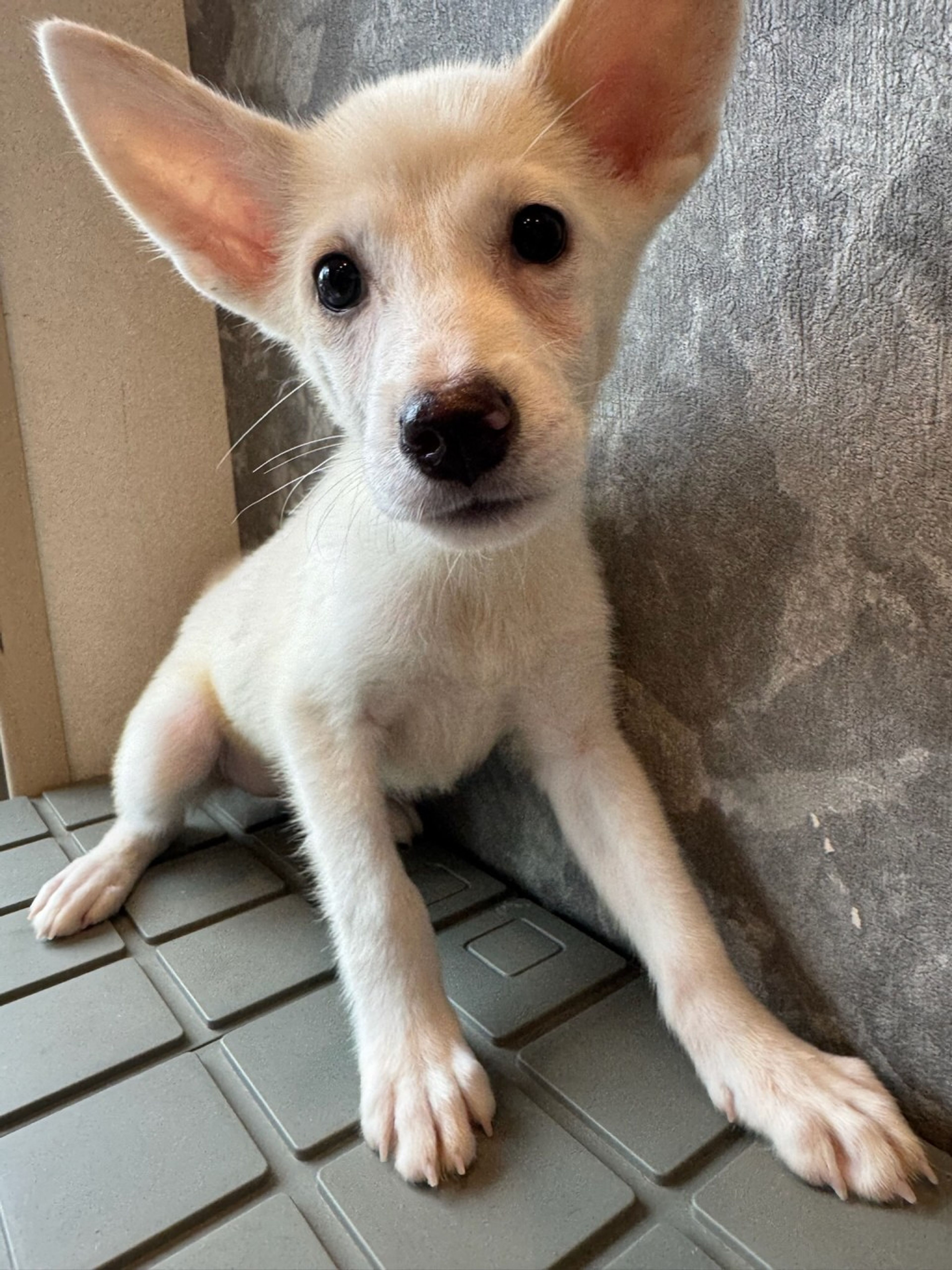 雑種（ミックス犬）・メスの里親募集の写真