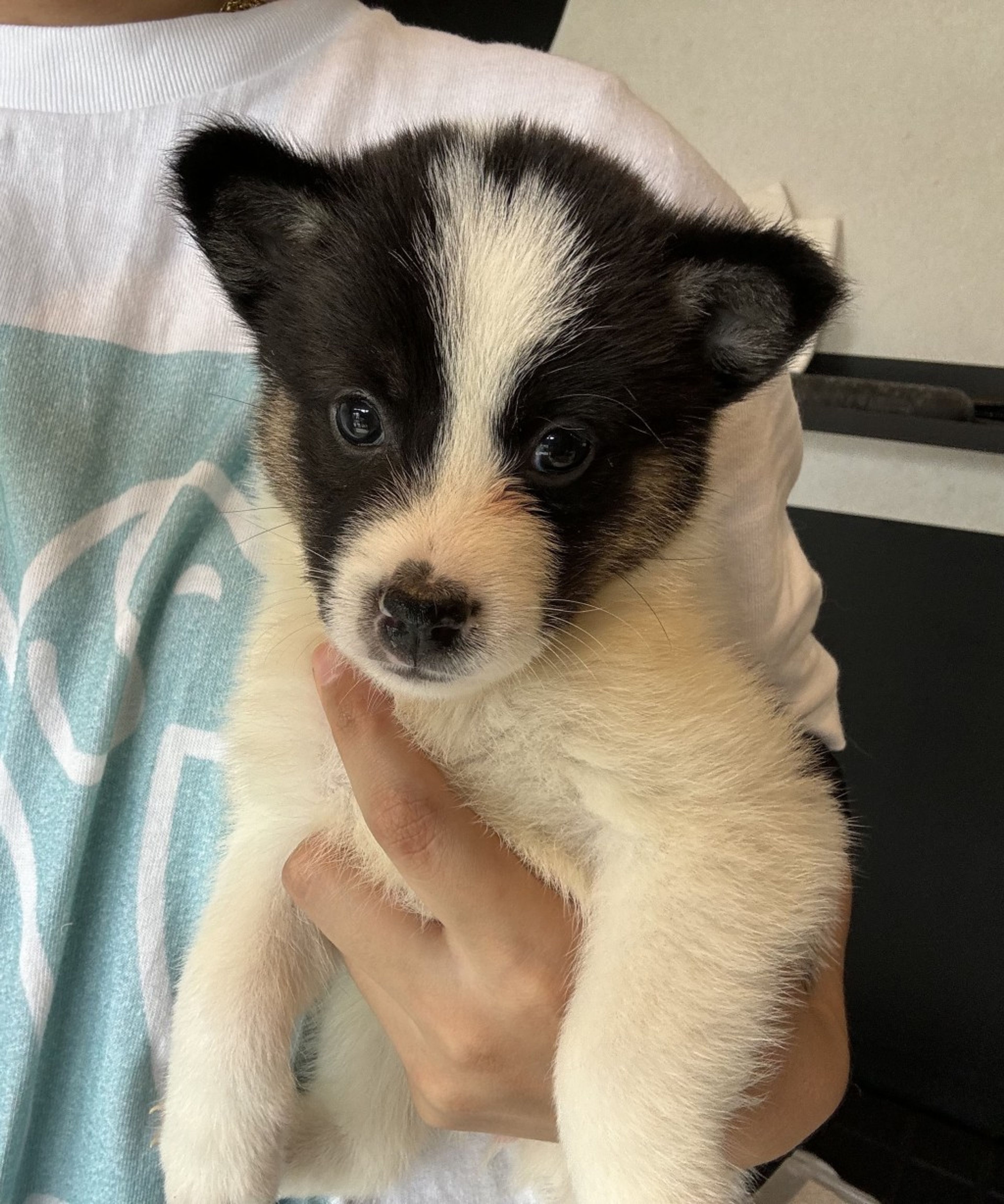 雑種（ミックス犬）・メスの里親募集の写真