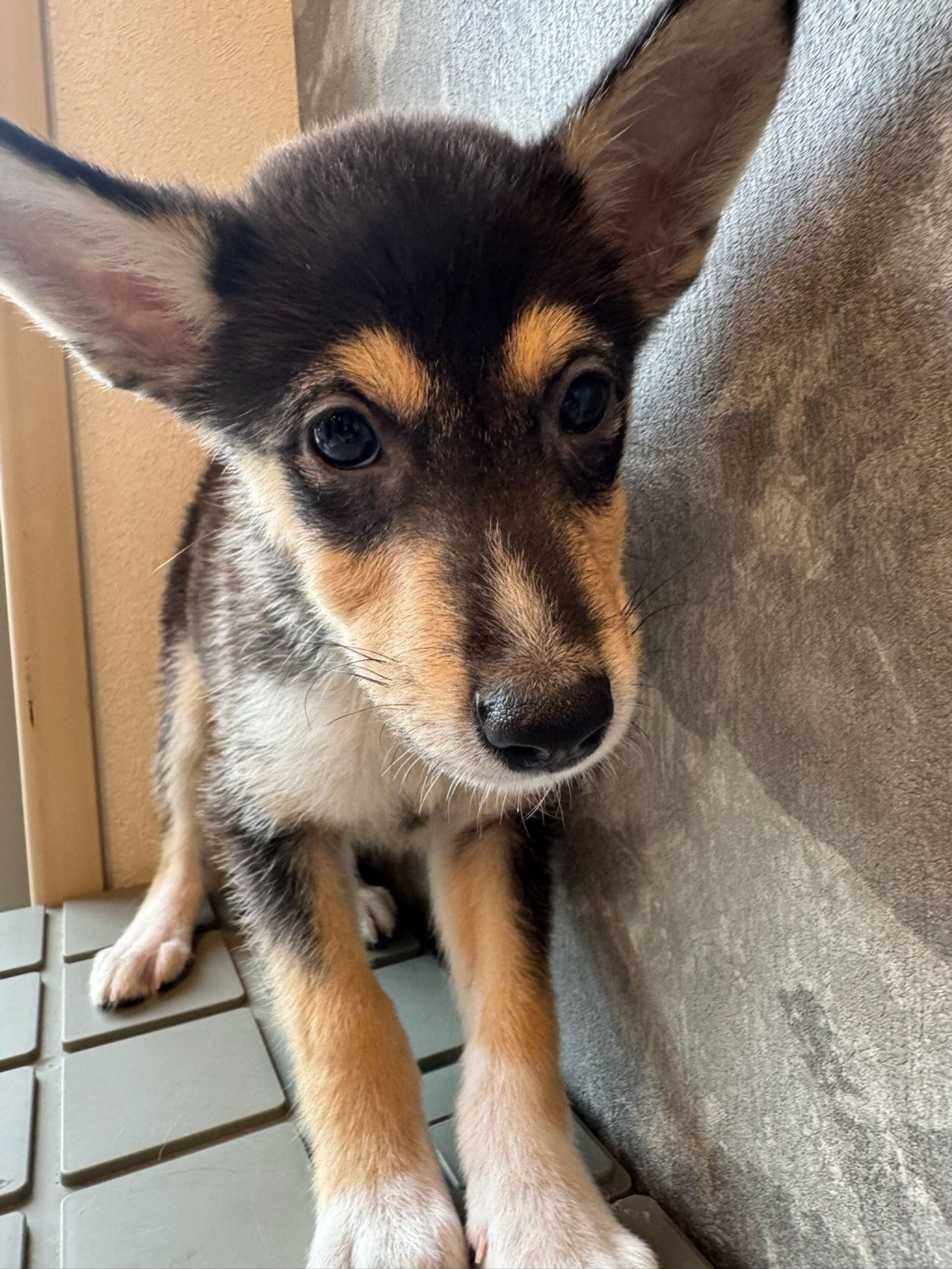 雑種（ミックス犬）・オスの里親募集の写真