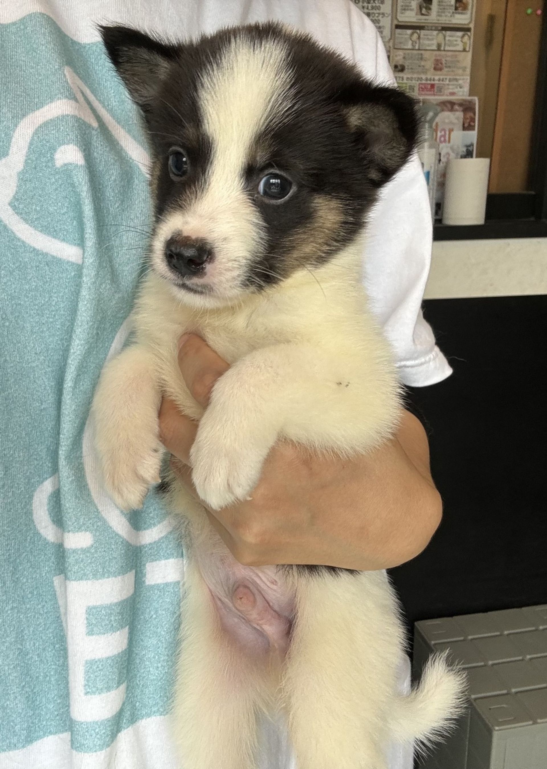 雑種（ミックス犬）・オスの里親募集の写真
