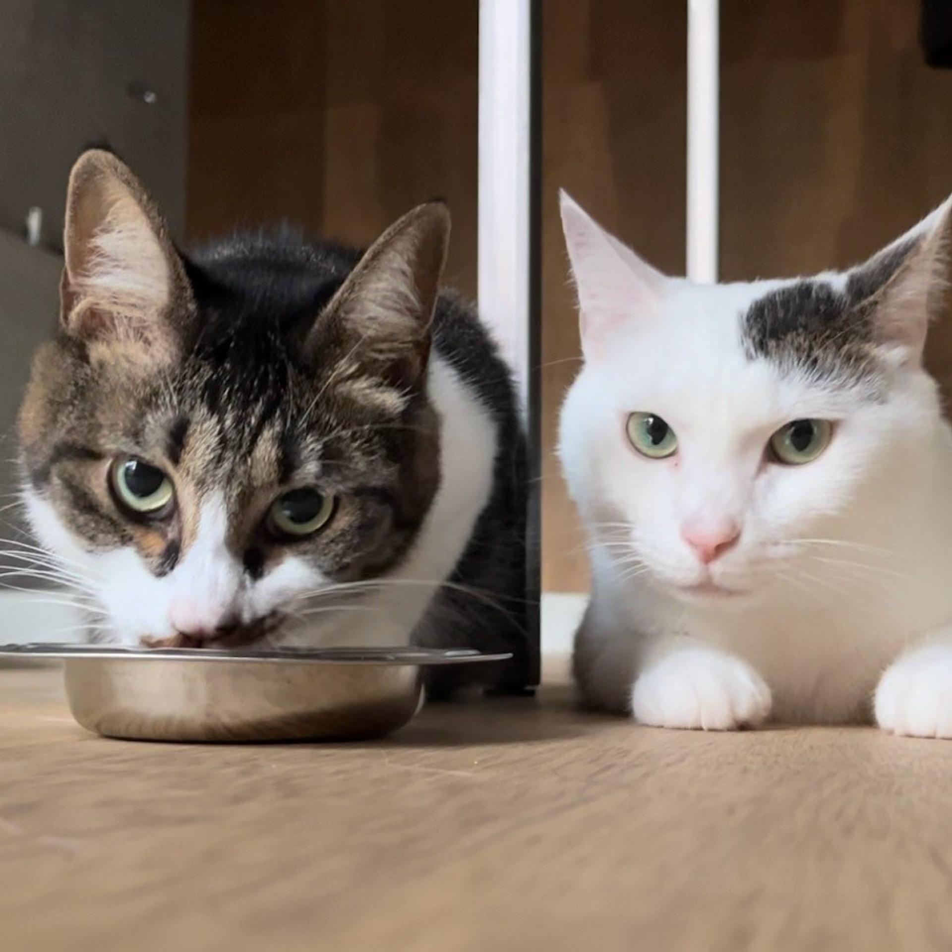 pet-image-2
